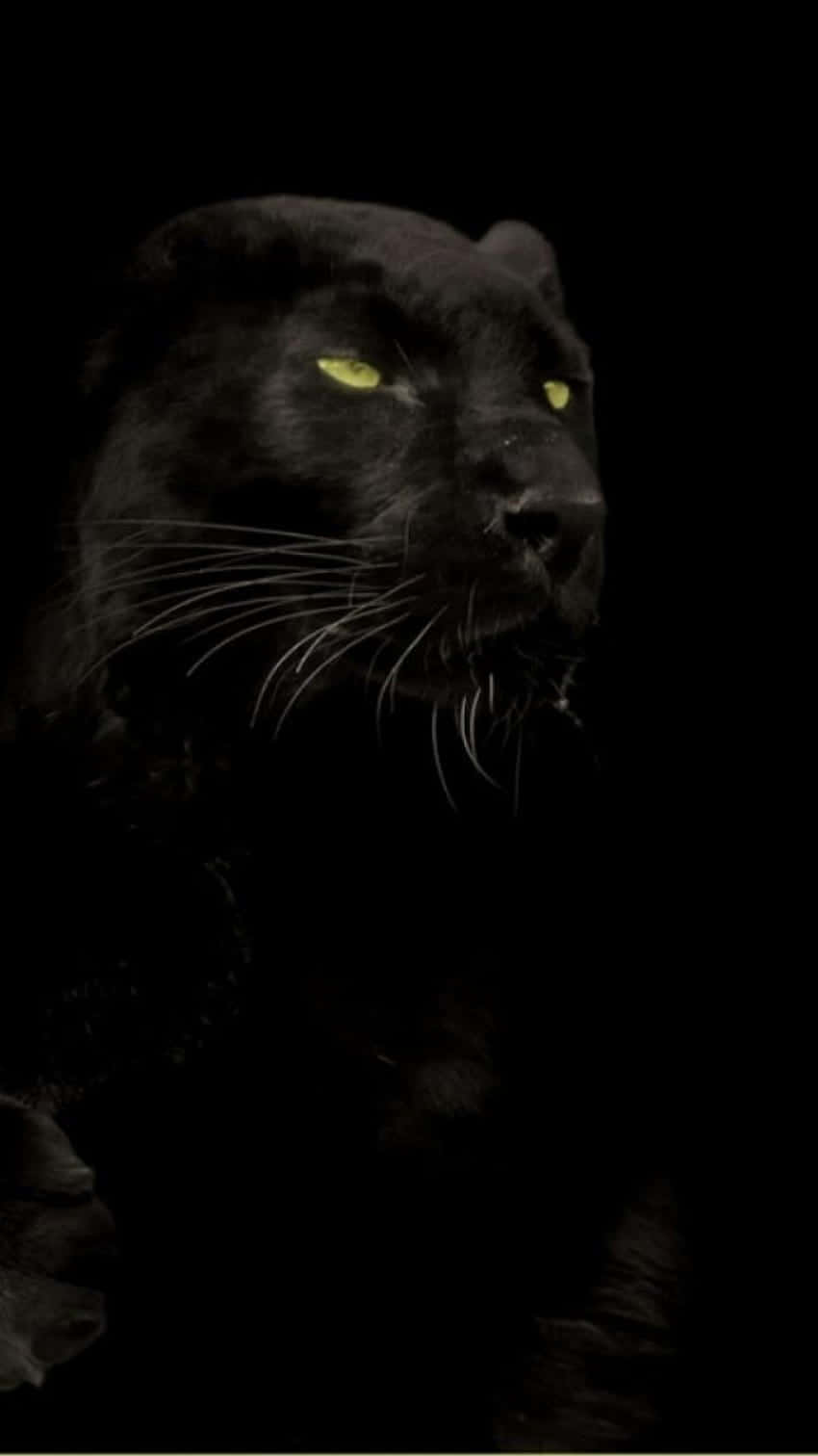 Image A Majestic Black Jaguar Roams In Its Natural Habitat Background