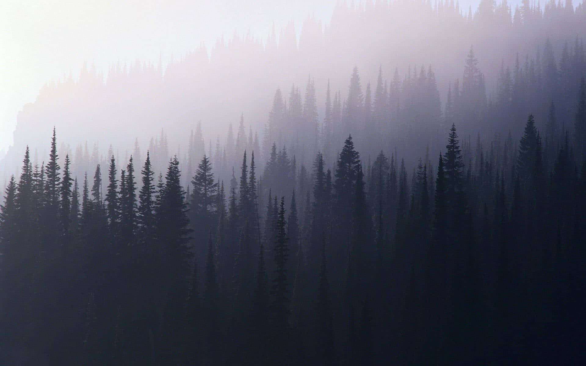 Image A Misty, Enchanting Forest Background