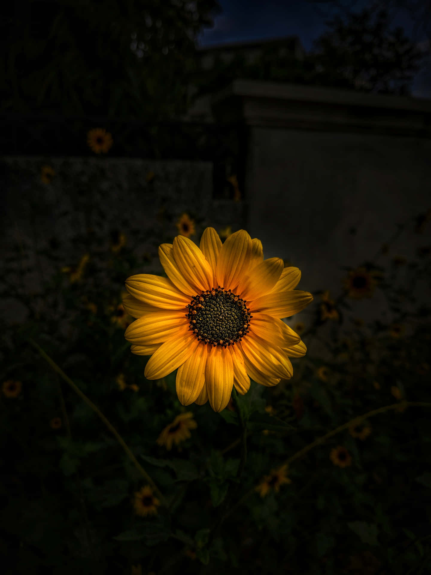 Image 'a Mysterious Dark Sunflower' Background