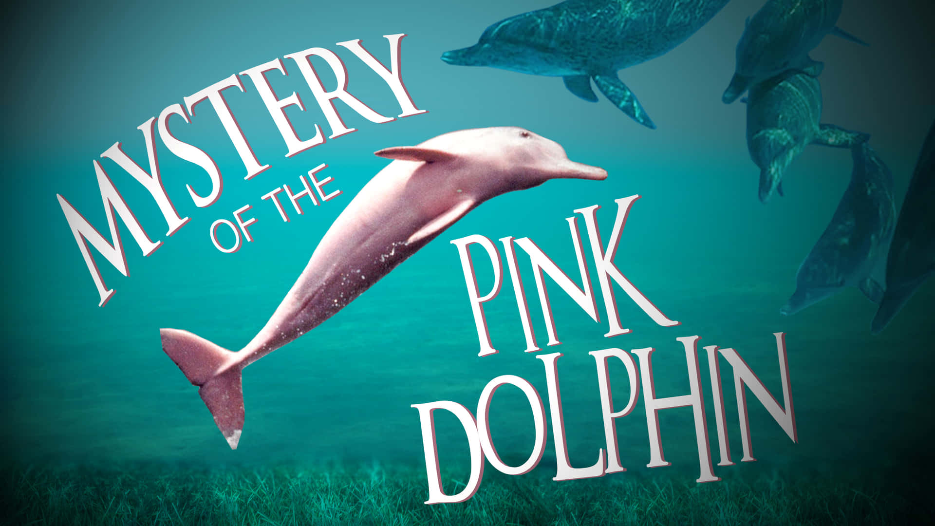 Image A Pink Dolphin Swimming In An Ocean. Background