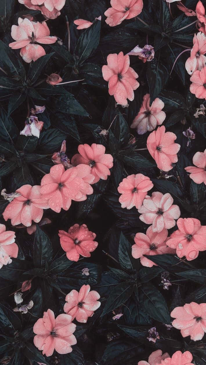 Image A Pink Flower Phone Sitting On A Bench Background