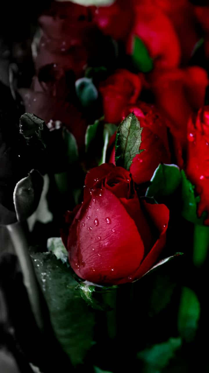 Image A Pink Rose In Full Bloom Surrounded By Lush Green Foliage Background