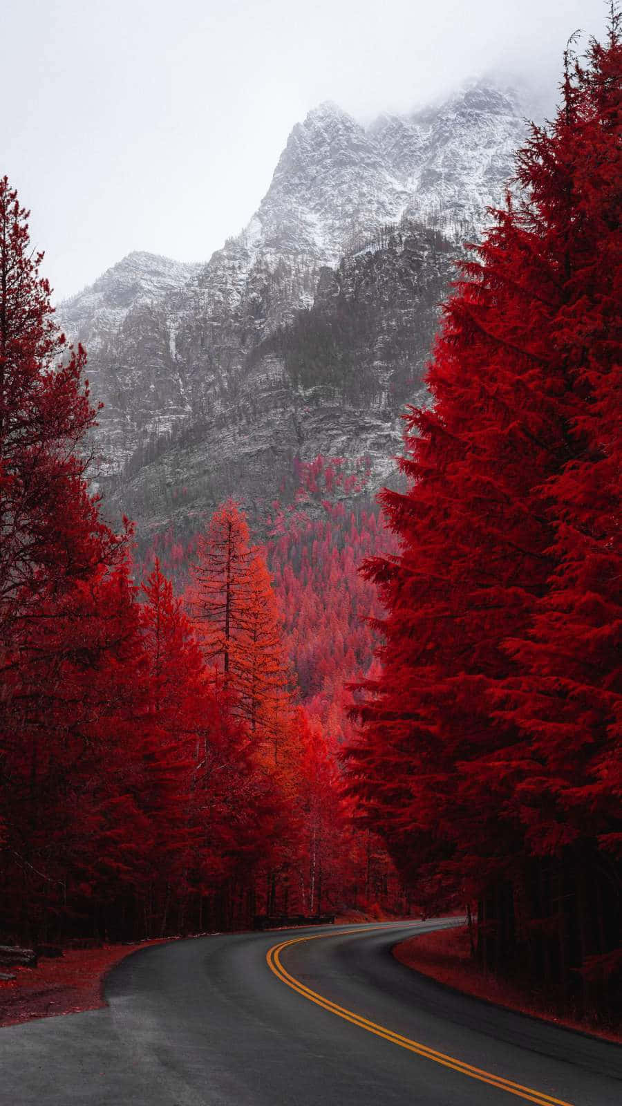 Image A Serene Sunset In A Magical Red Forest Background