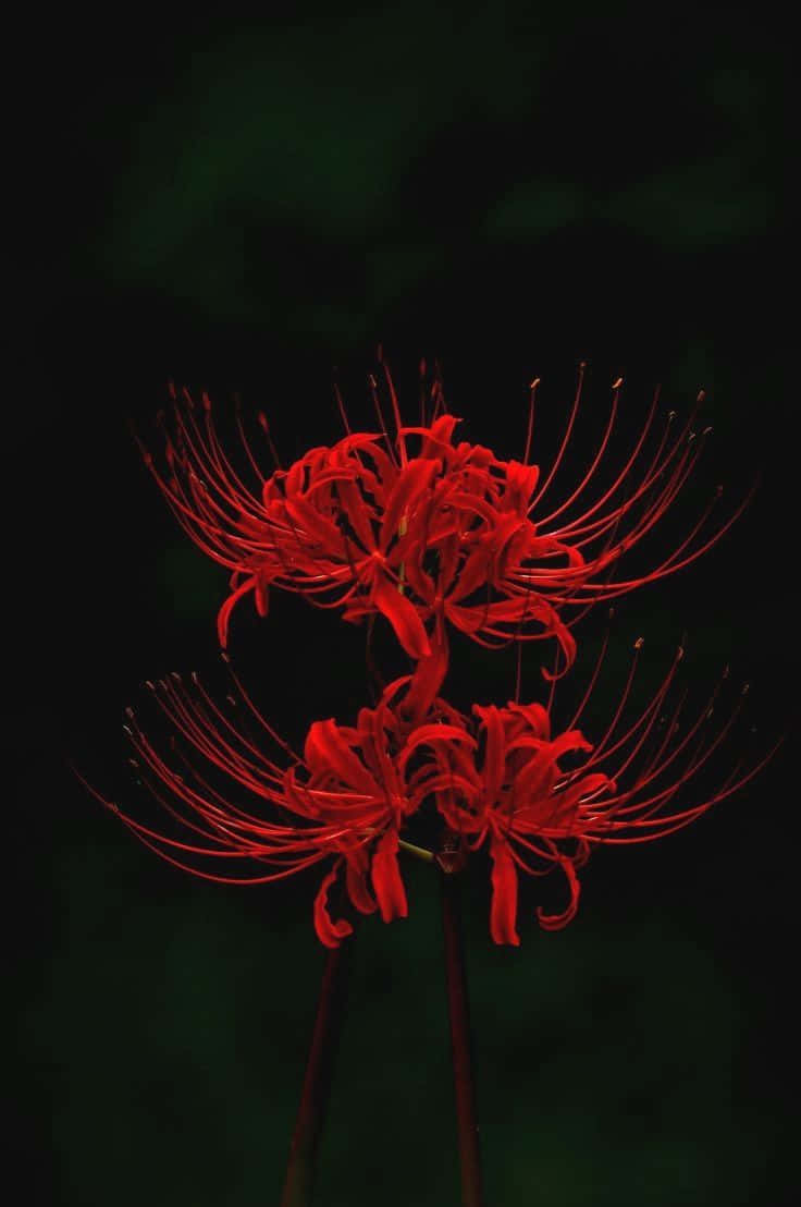 Image A Simplistic Illustration Of A Tokyo Ghoul Flower