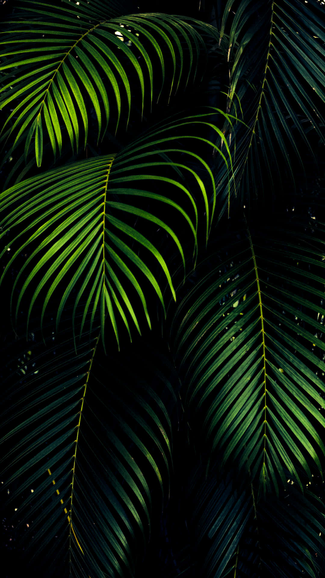 Image A Sleek Dark Green Iphone In The Palm Of A Hand Background