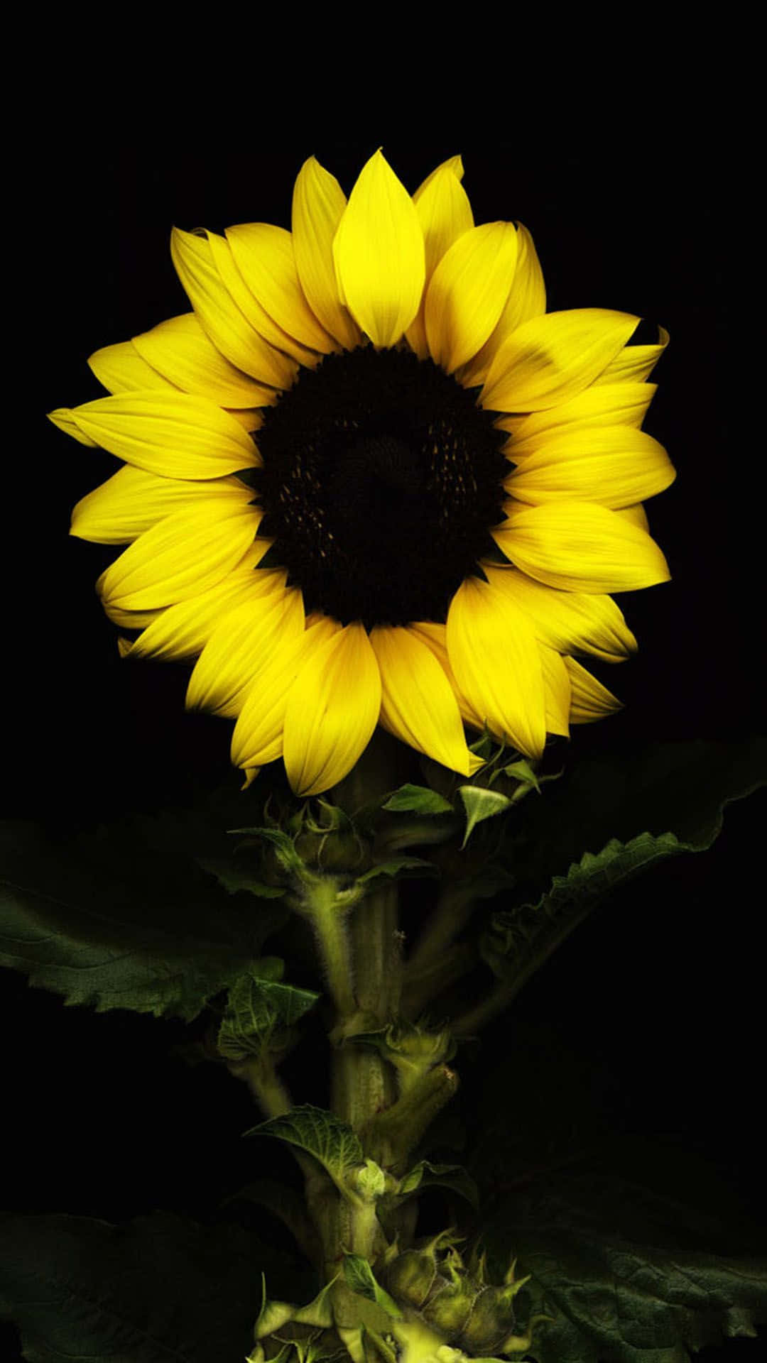 Image A Striking Black Sunflower