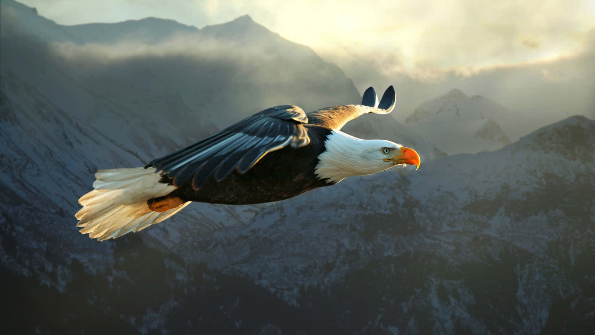 Image A Stunning American Eagle Soaring In The Sky Background
