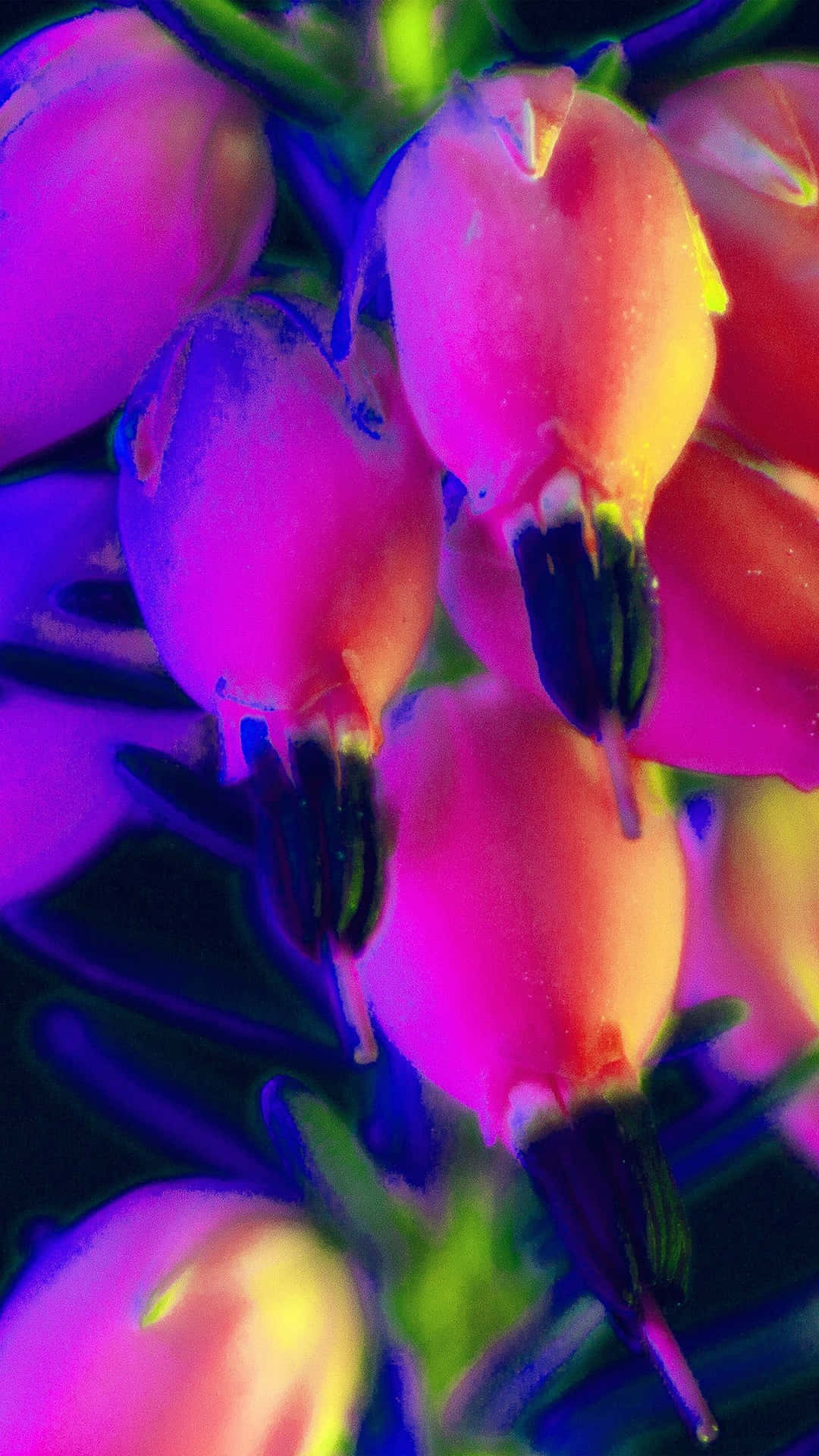 Image A Vibrant Rainbow Flower Iphone Background