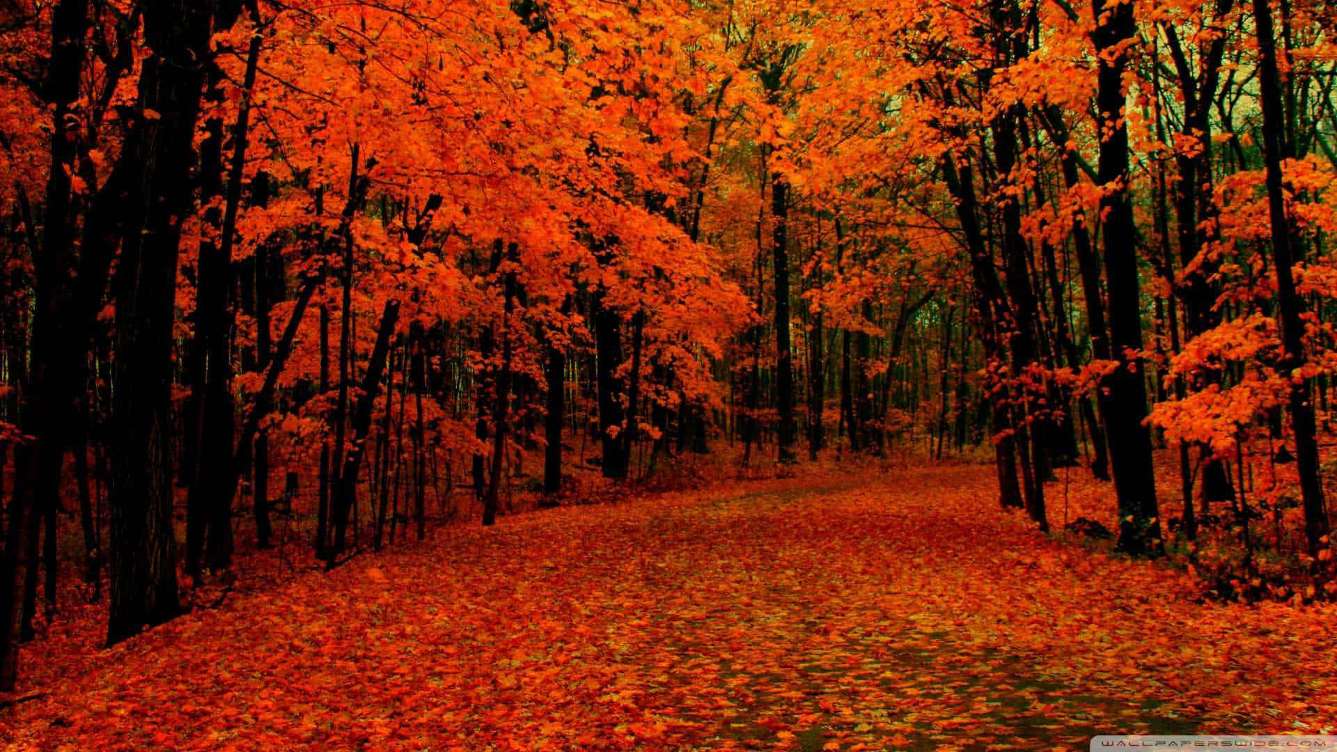 Image A View Of The Red Forest Background