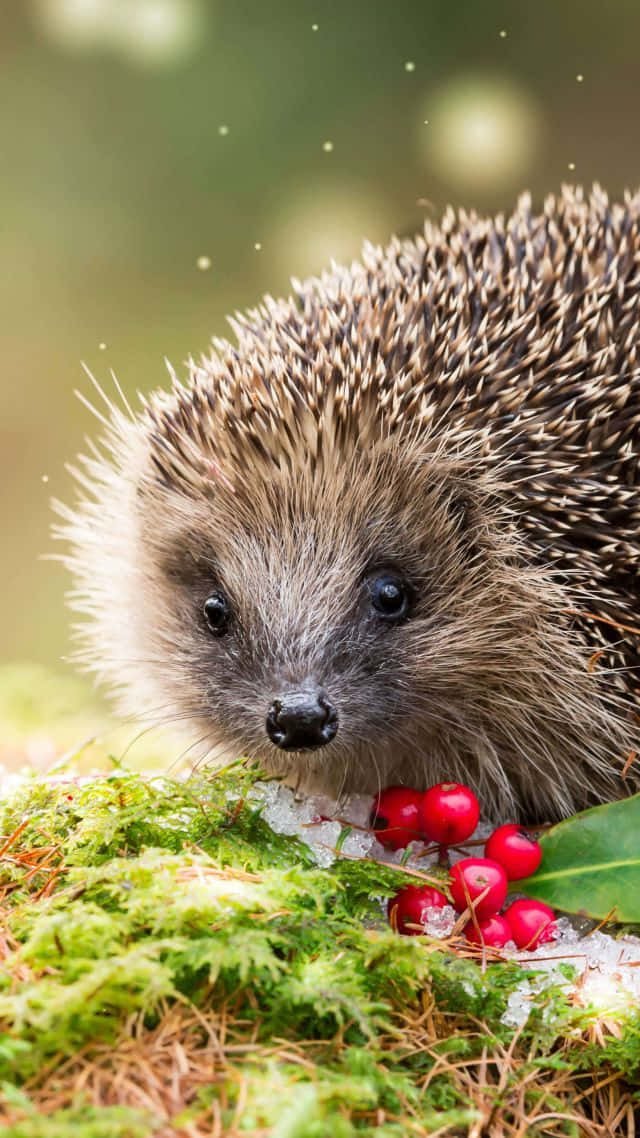 Image Adorable Cute Hedgehog Background