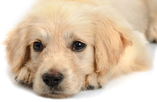 Image Adorable Golden Retriever Puppy Background