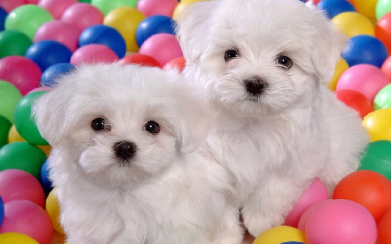 Image Adorable Pink Puppies Playing In The Grass Background