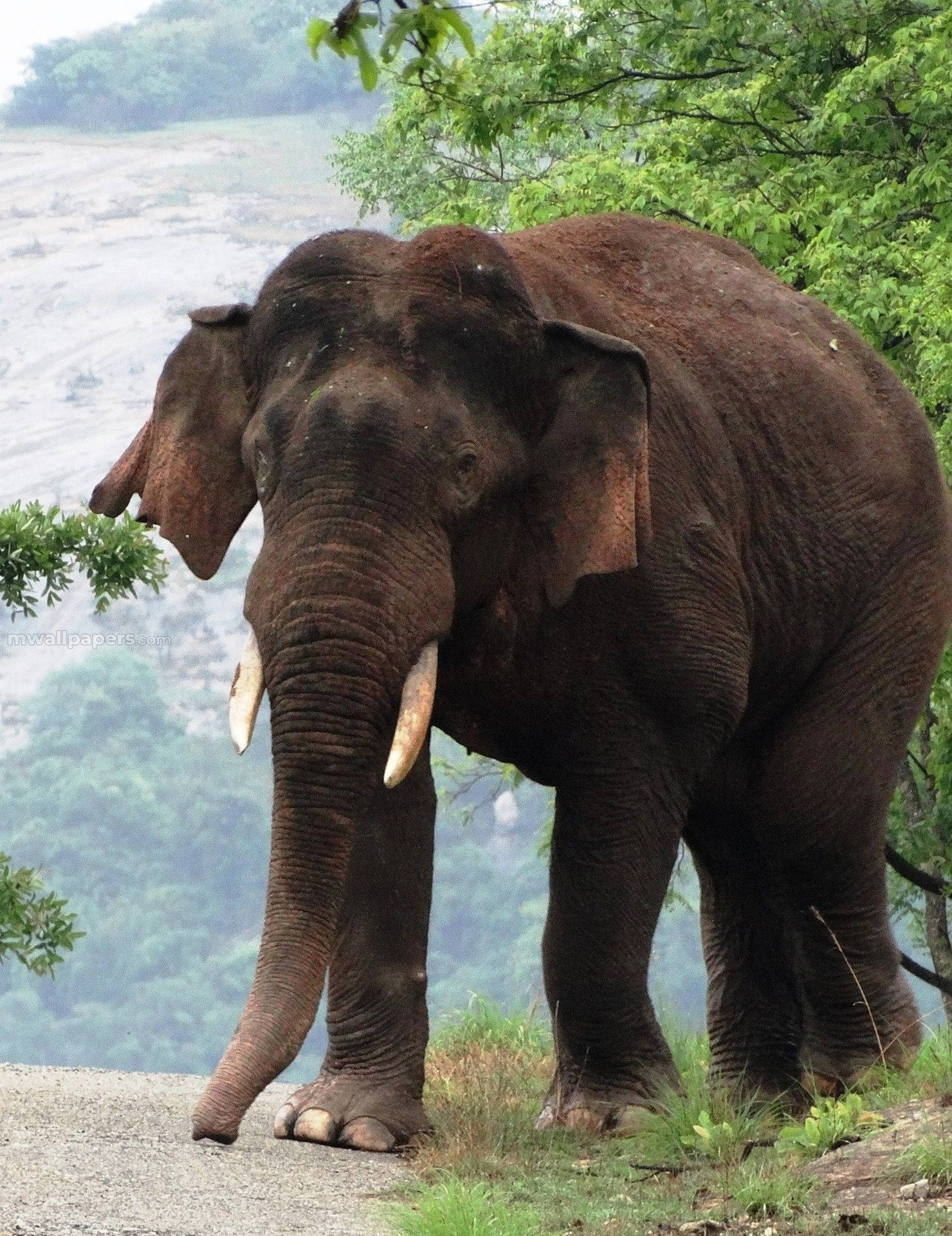 Image African Elephant In Its Natural Habitat Background