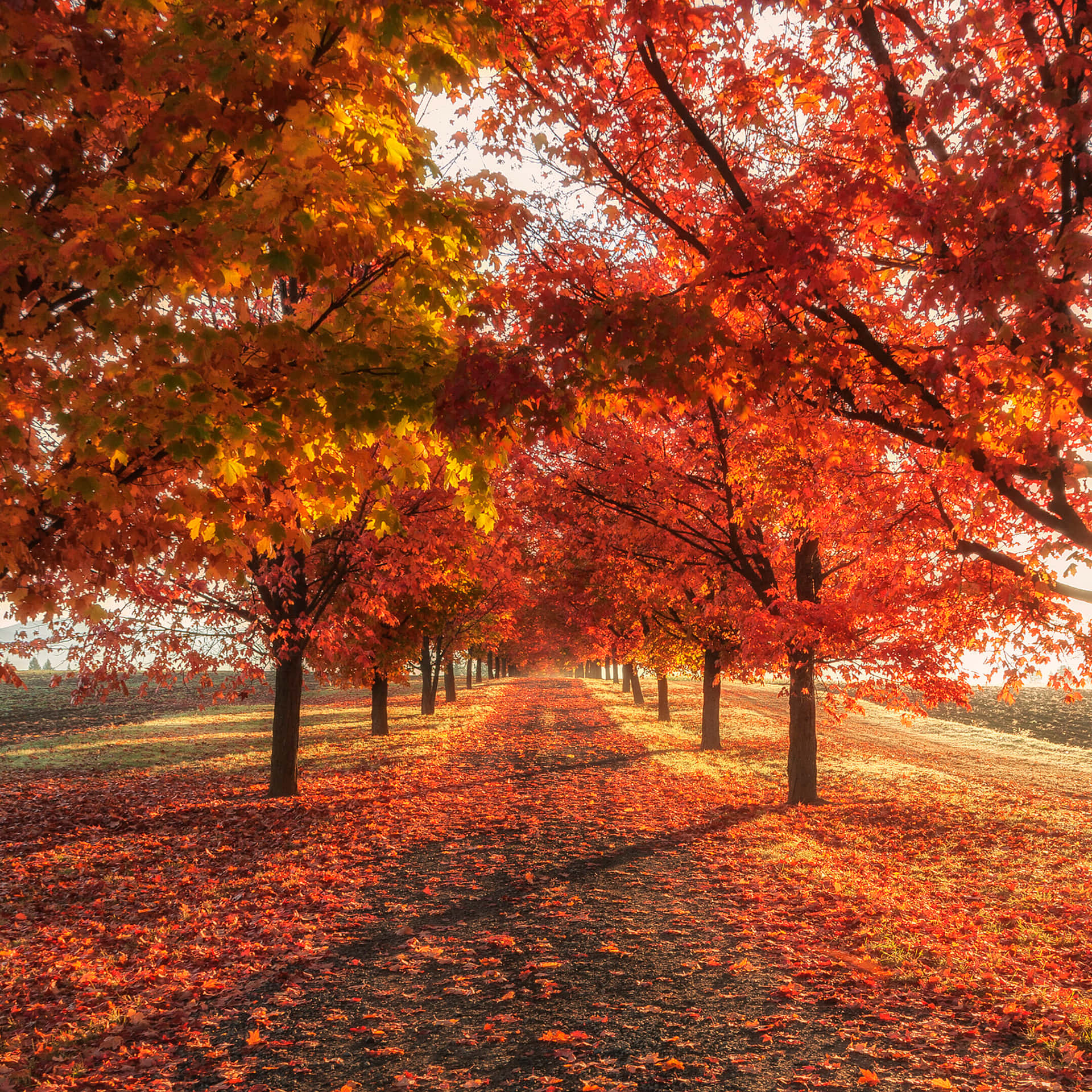 Image Airy Autumn Aesthetic Adorns This Macbook Background