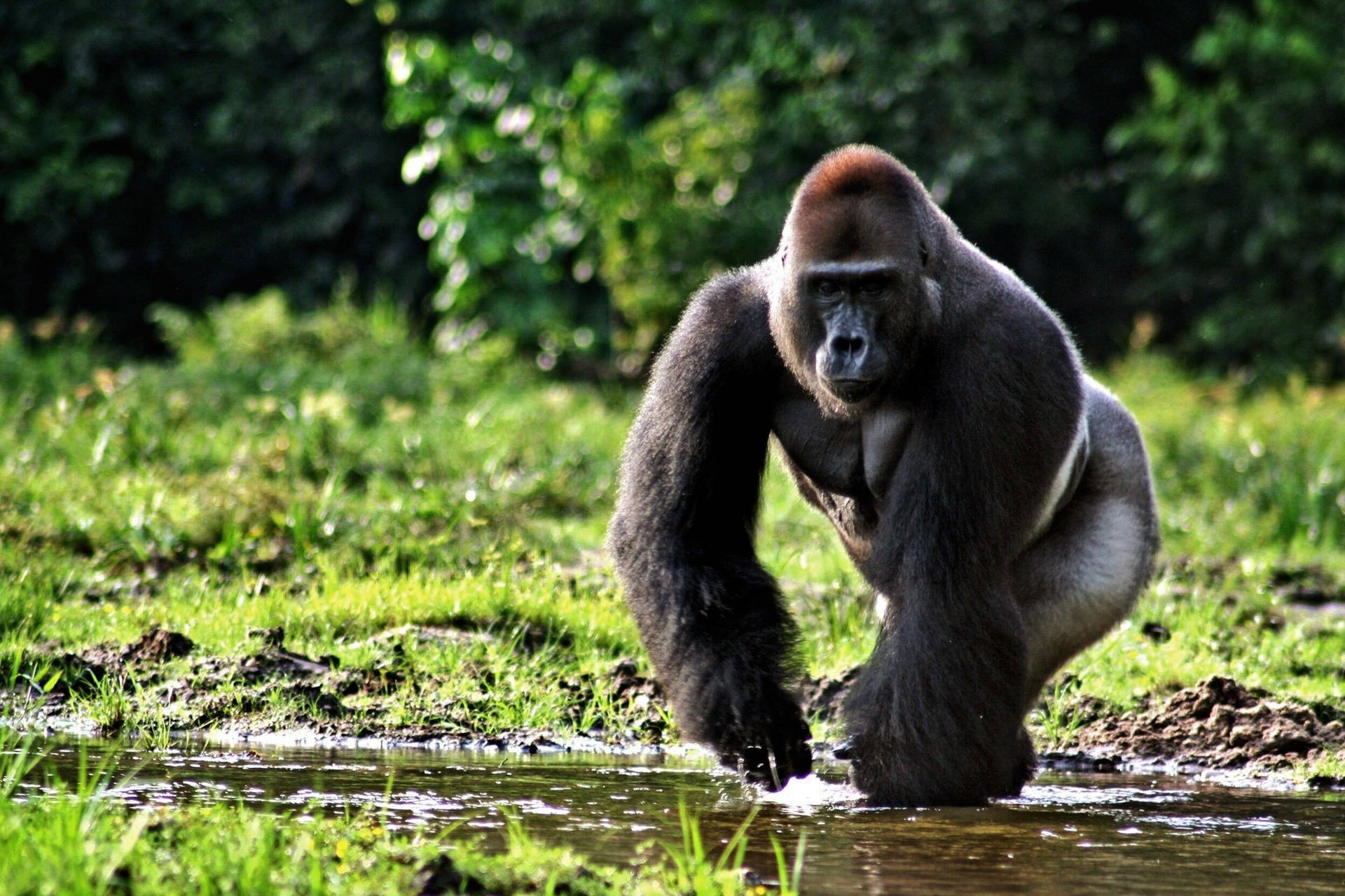 Image An Adorable Baby Gorilla Enjoying His Time In Nature Background