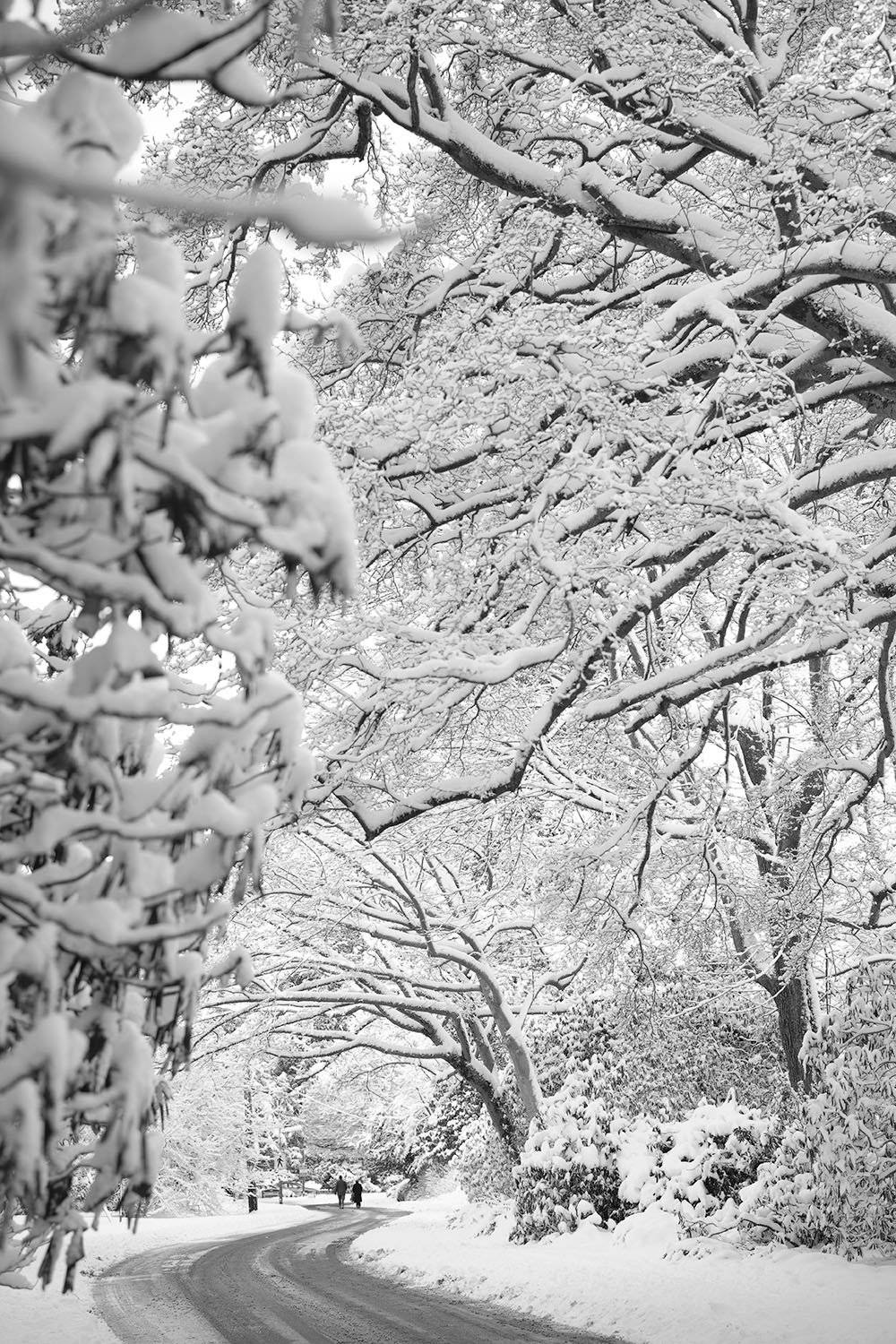 Image An Alluring View Of A White Tree Surrounded By Nature Background