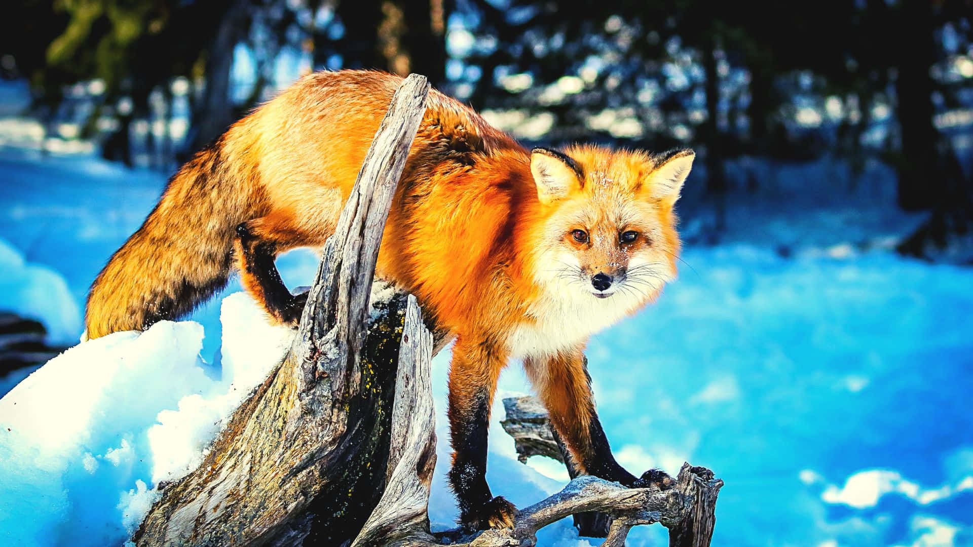 Image An Inquisitive Red Fox Investigating Its Territory Background