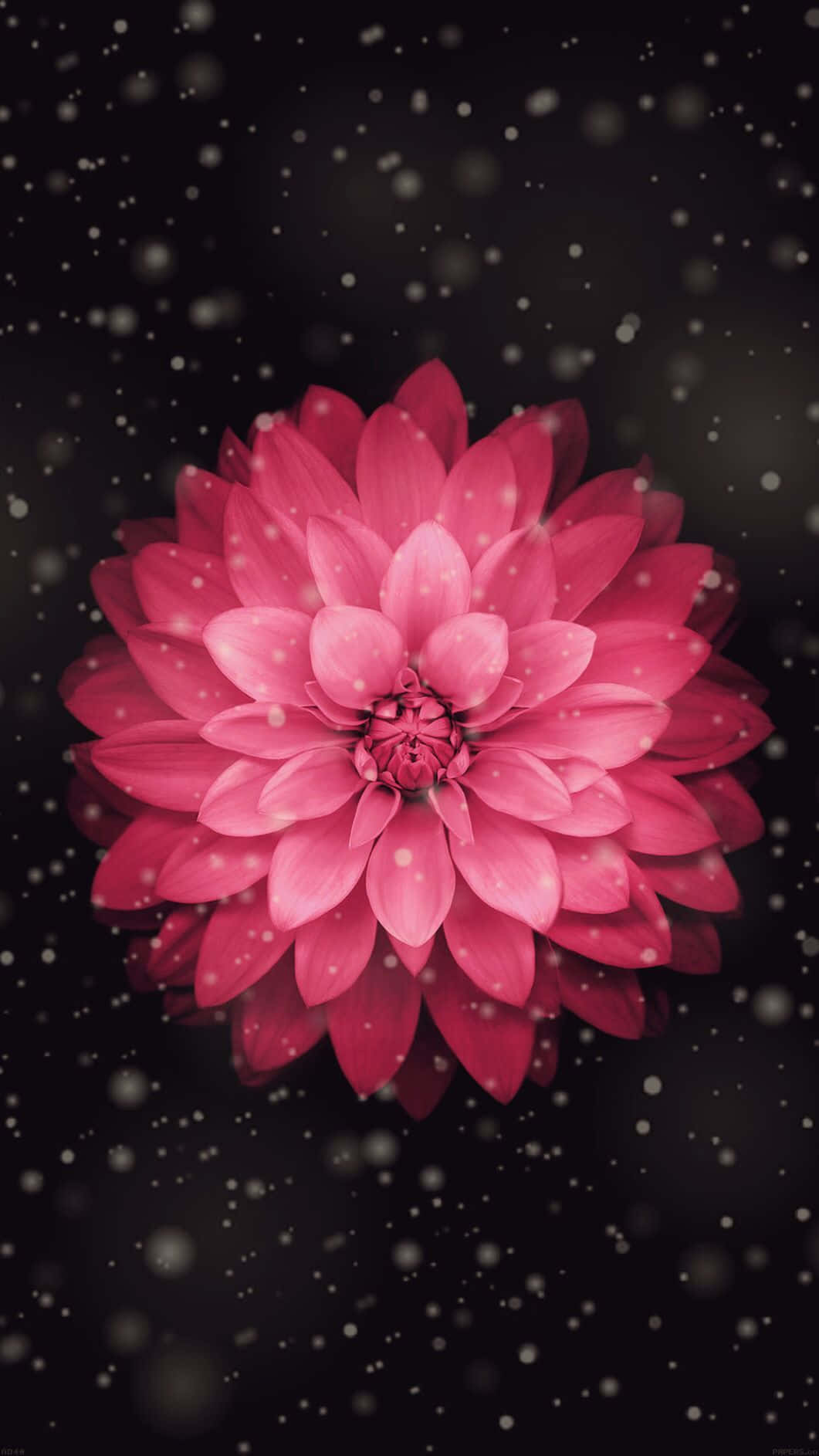 Image Beautiful Blooms Brighten Any Room Background