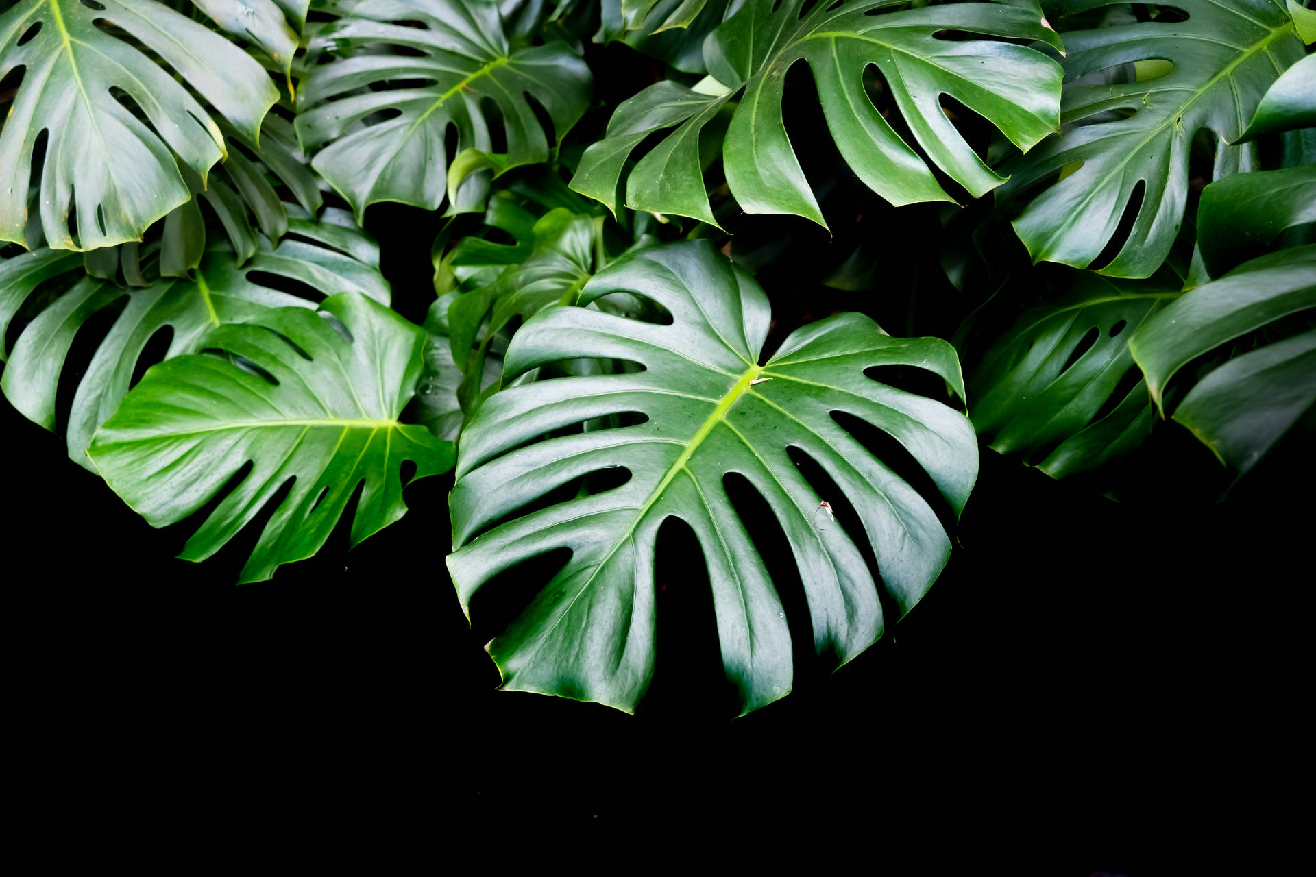 Image Blushing Balance – A Monstera Leaf In Black Background