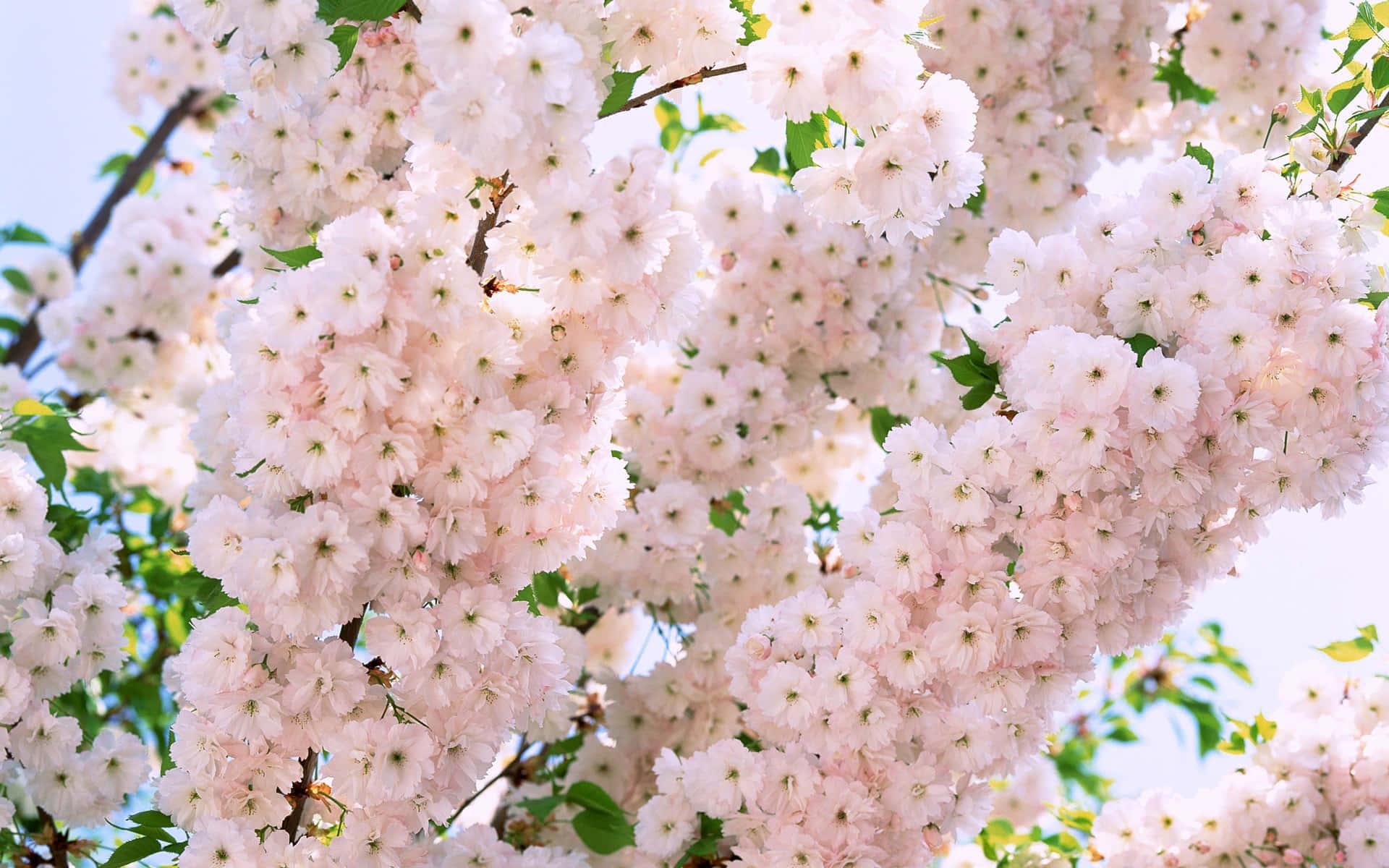 Image Bright, Colorful Bouquet Of Red, White, And Pink Flowers Sitting On Top Of A Wooden Desk Background