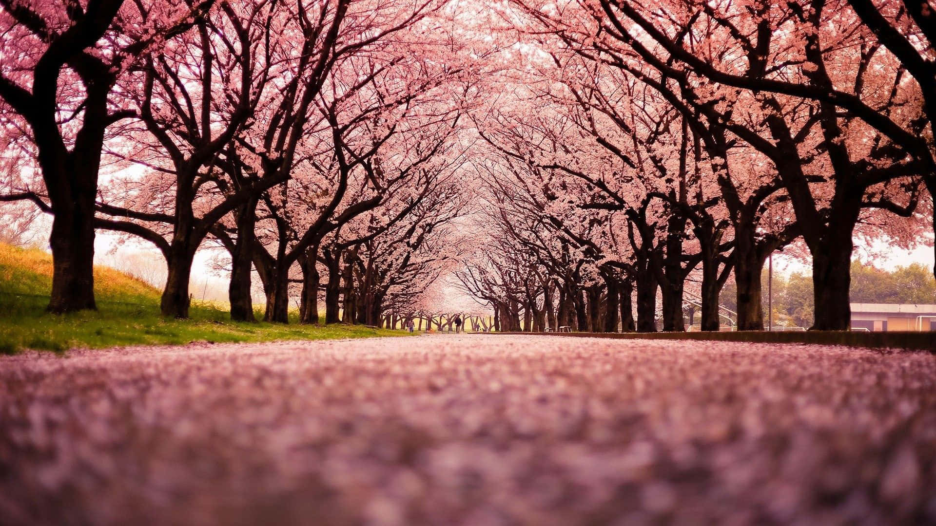 Image Bright, Pink Cherry Blossoms Blooming In The Spring Background