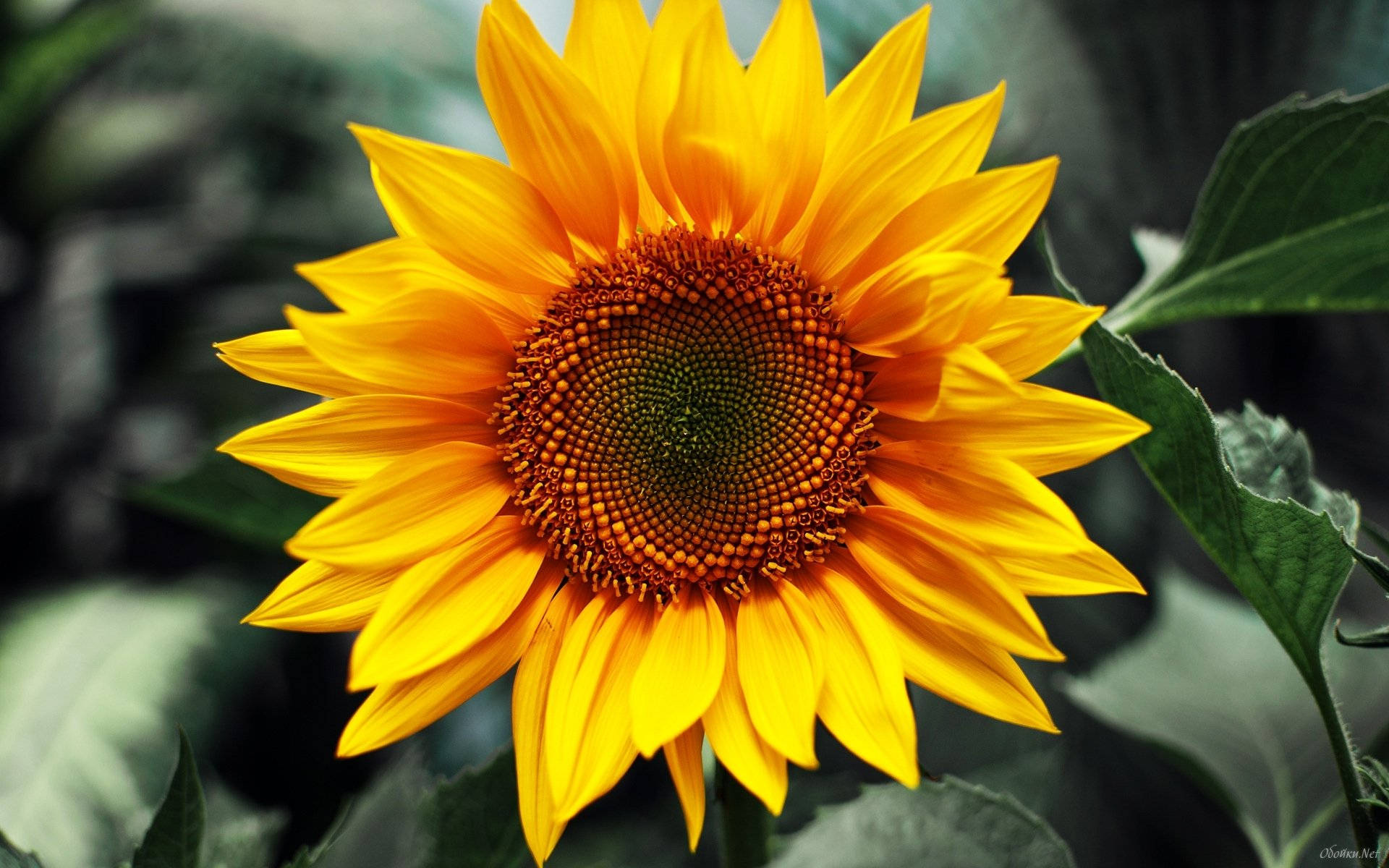 Image Bright Yellow Sunflower In Vibrant Field Background