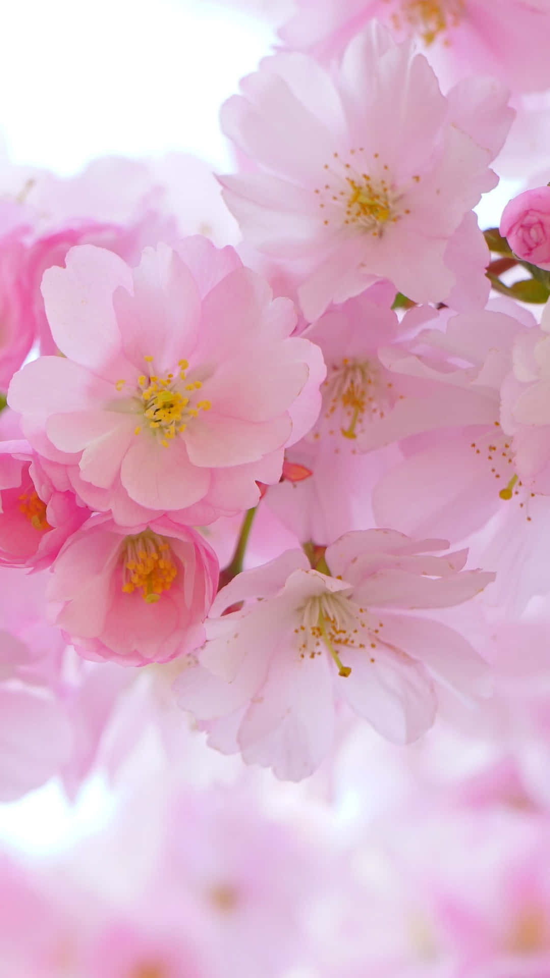 Image Captivating Sakura Blossom In Full Bloom Background