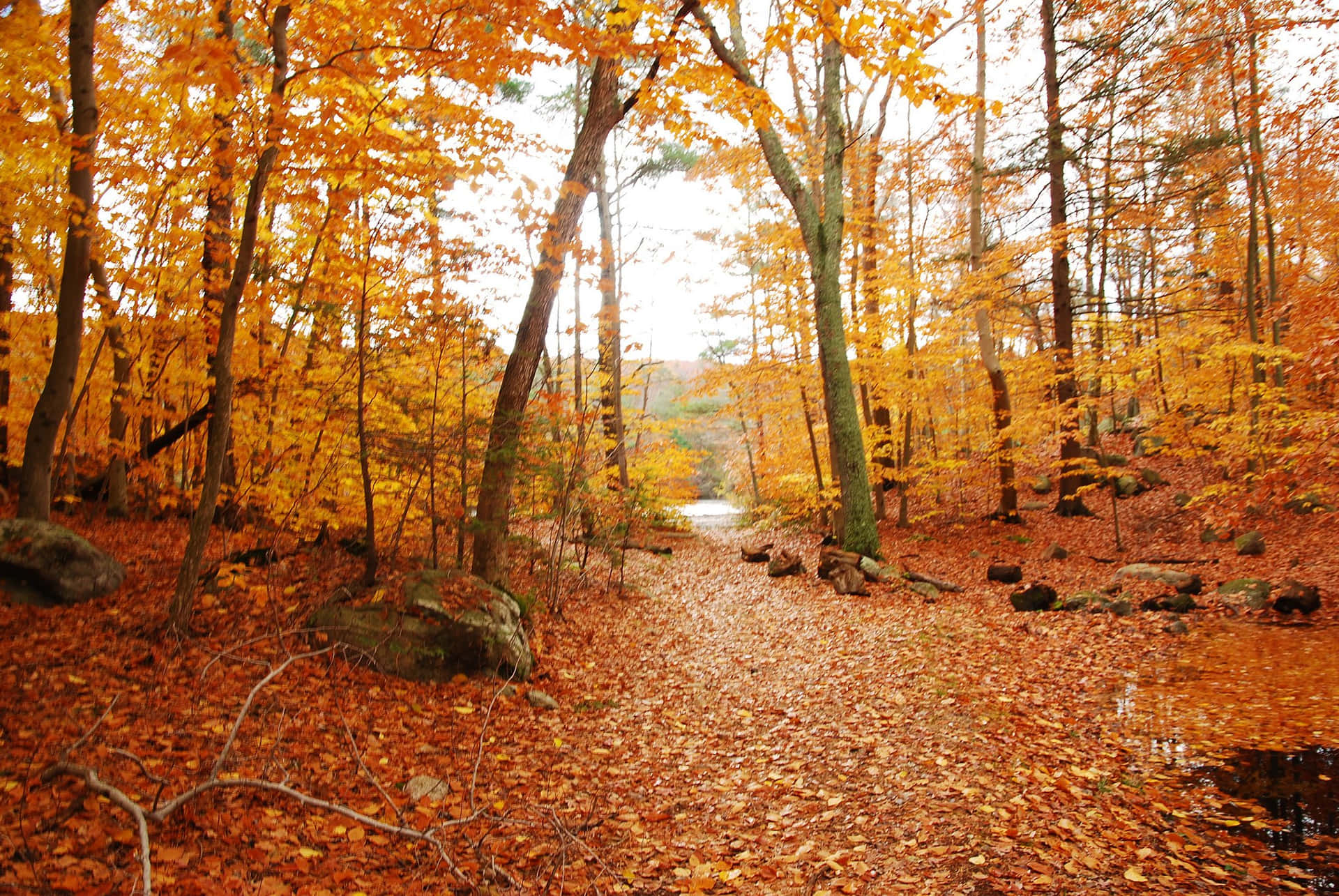 Image Capturing The Beauty Of Early Fall