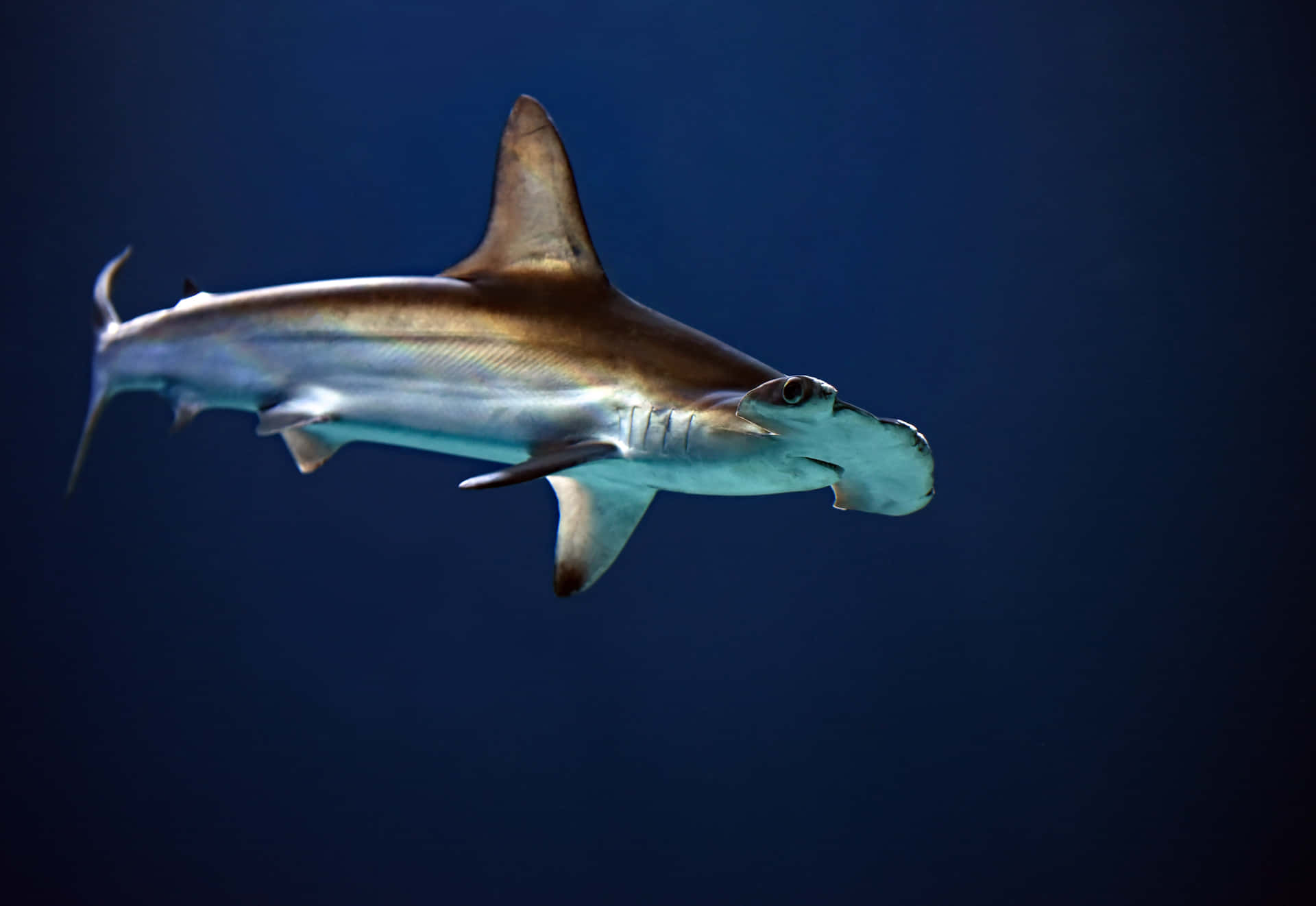 Image Close-up Of A Large Hammerhead Shark Background