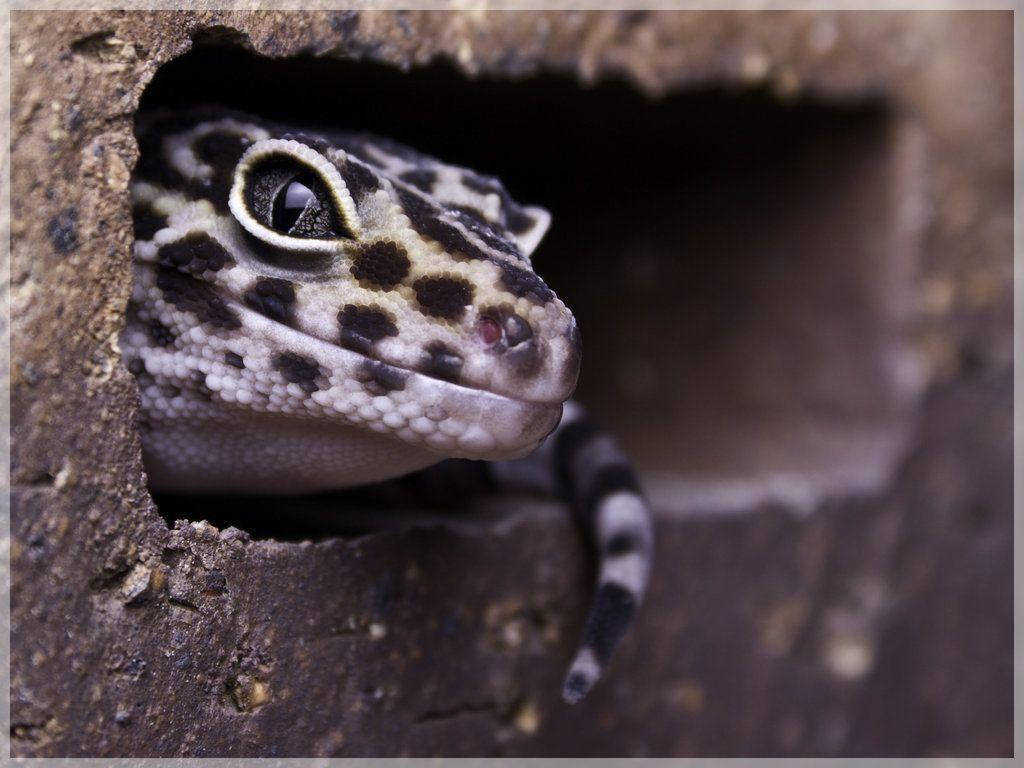 Image Close-up Of An Endearing Leopard Gecko Resting On Its Branch Background