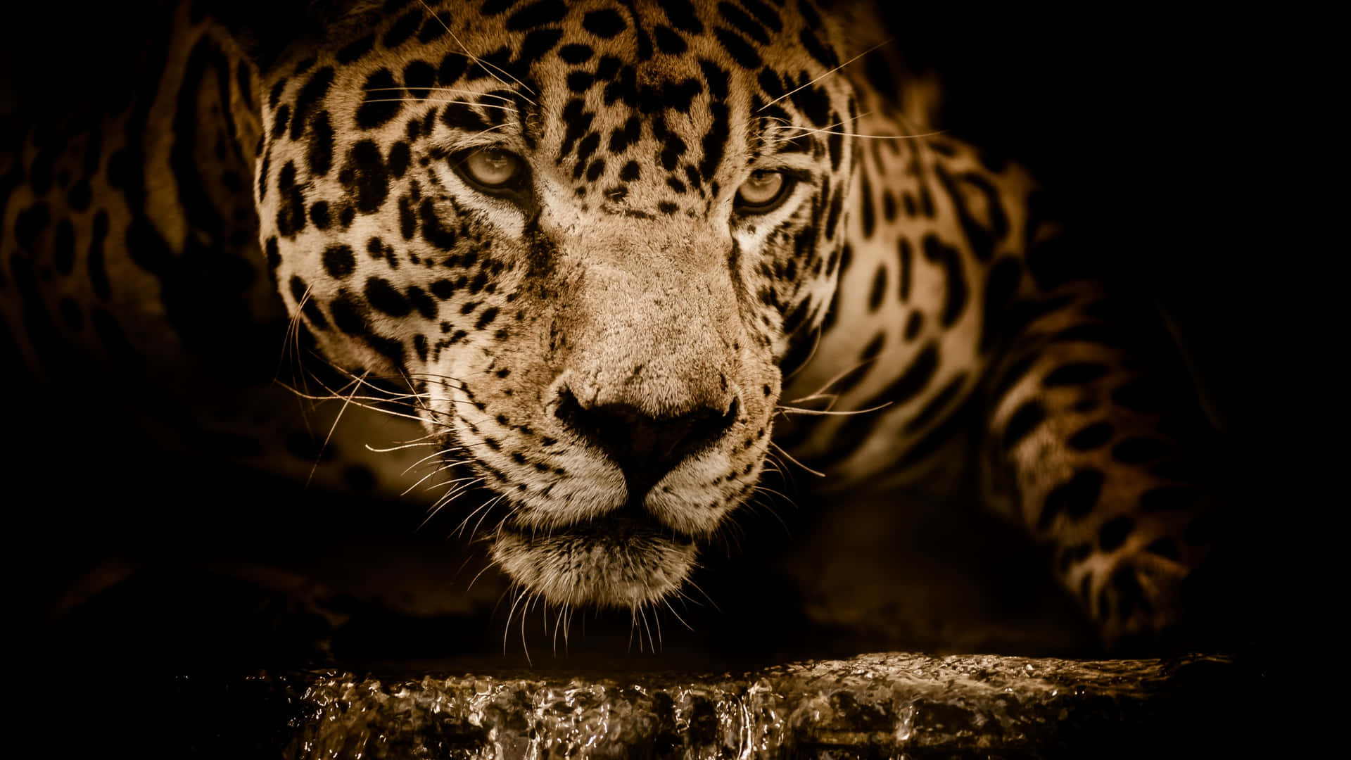 Image Closeup Of A Black Jaguar Roaring Background