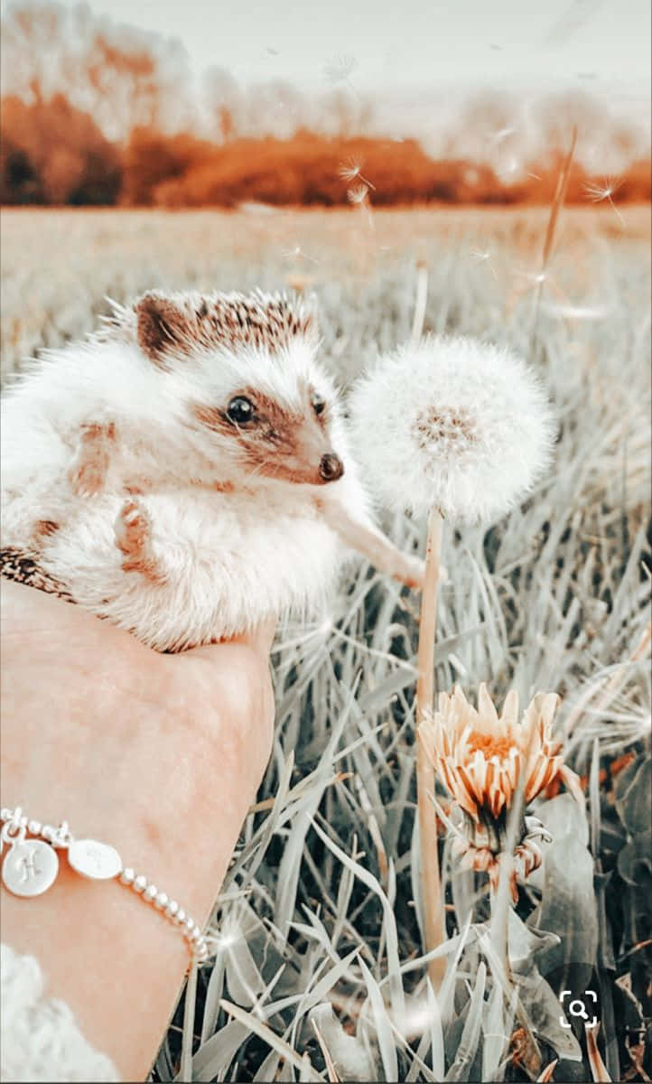 Image Cute Hedgehog Relaxing In The Grass Background