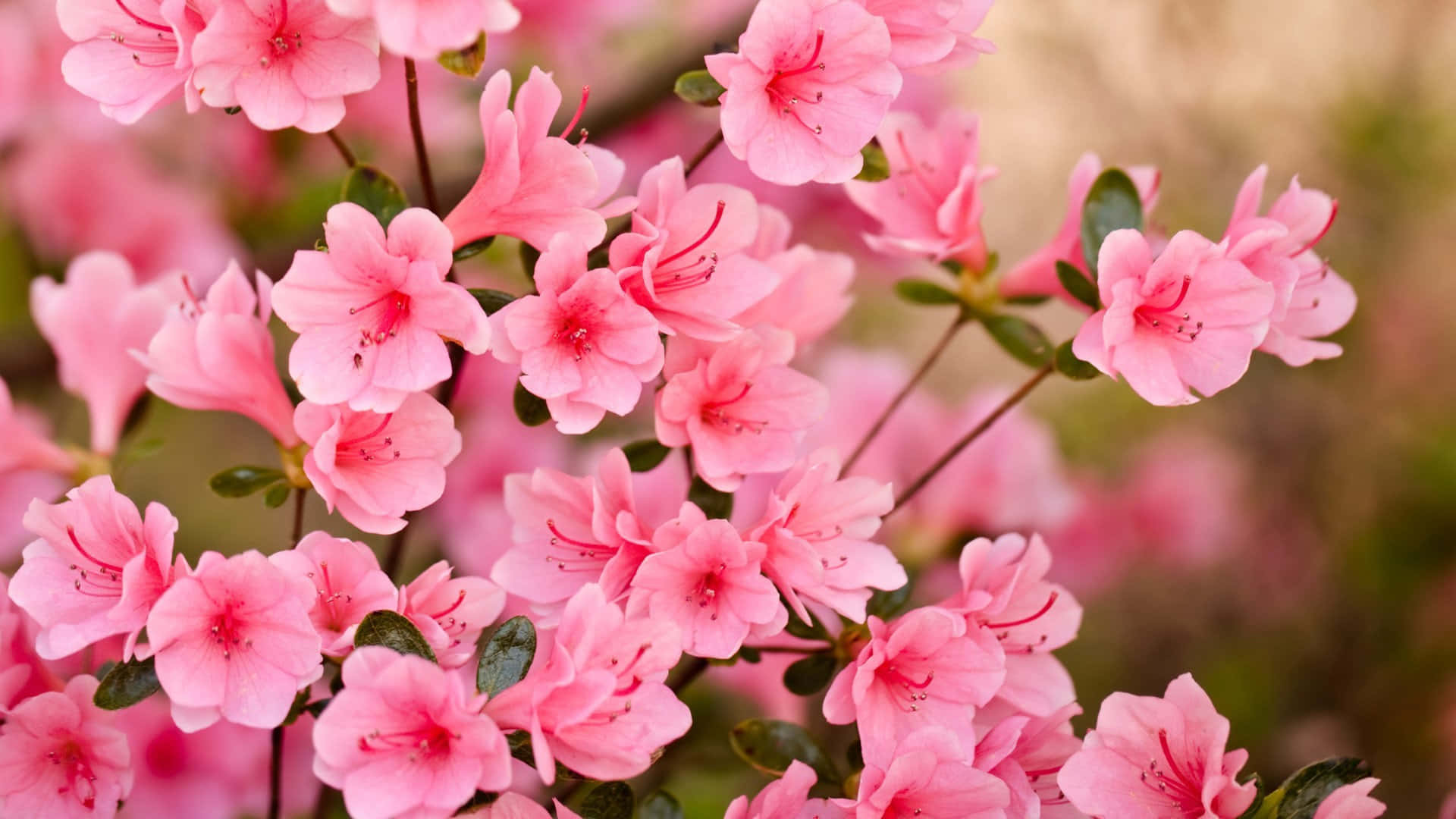 Image Desktop And Laptop Computers Powered By Sakura Pc Background