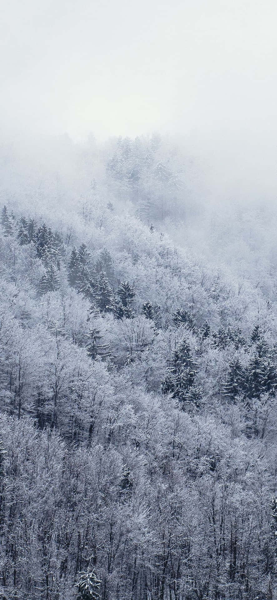 Image Explore The White Winter Wonderland With The Snow Iphone Background