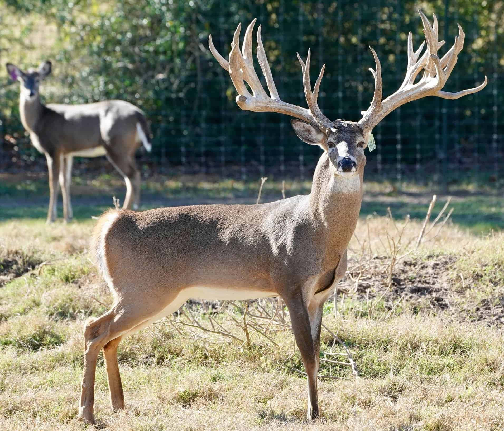Image Free White-tailed Deer Grazes In The Forest Background