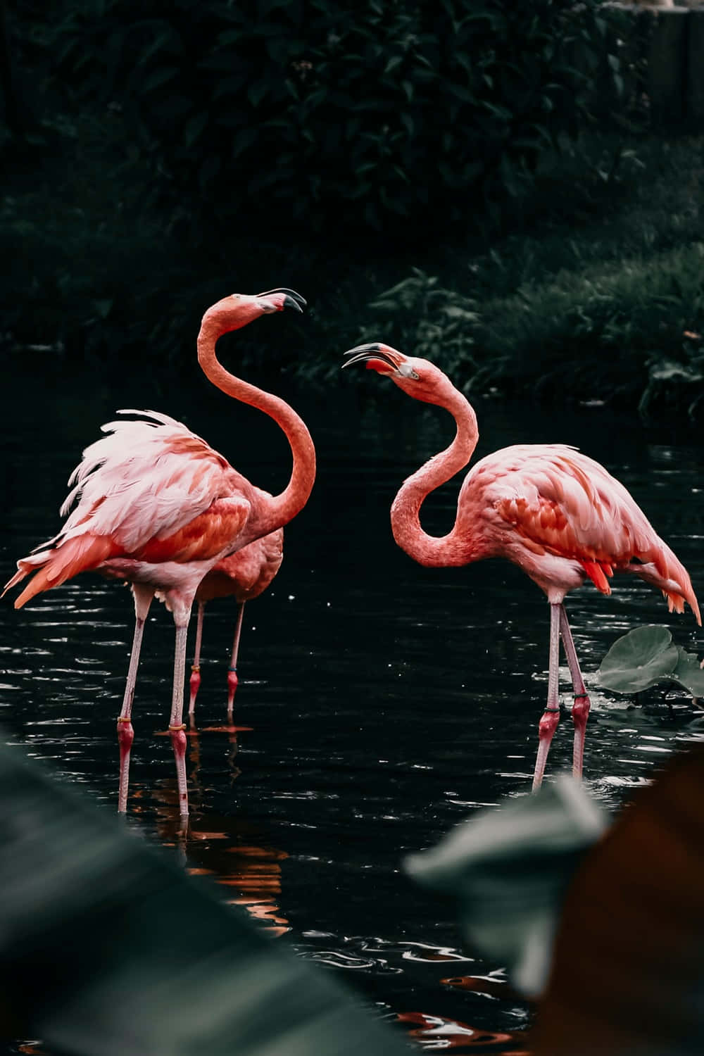 Image Get Creative With Painting On Your Beautiful Flamingo Laptop Background