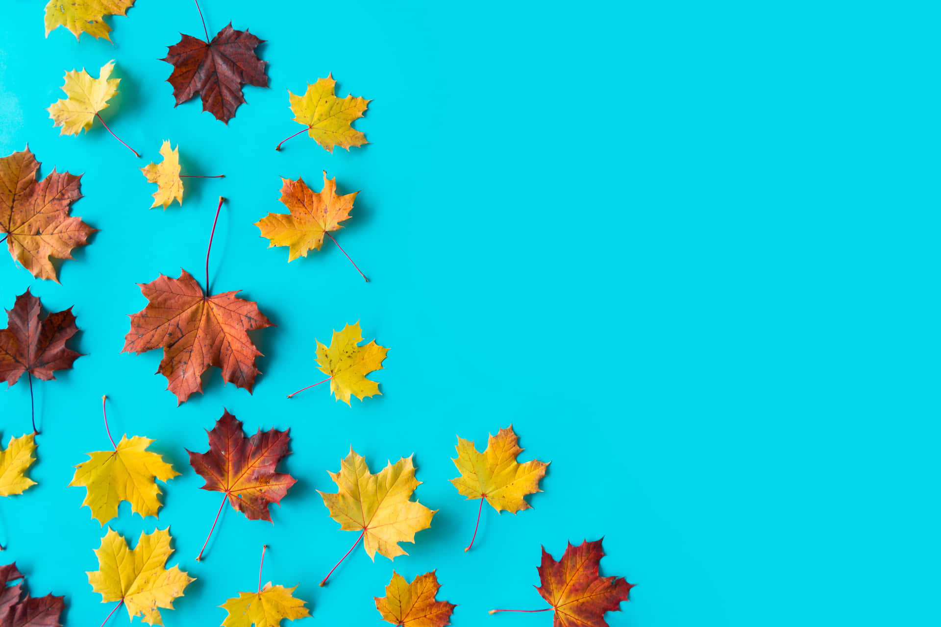 Image Get In The Fall Mood With This Minimalist Autumn Scene Background