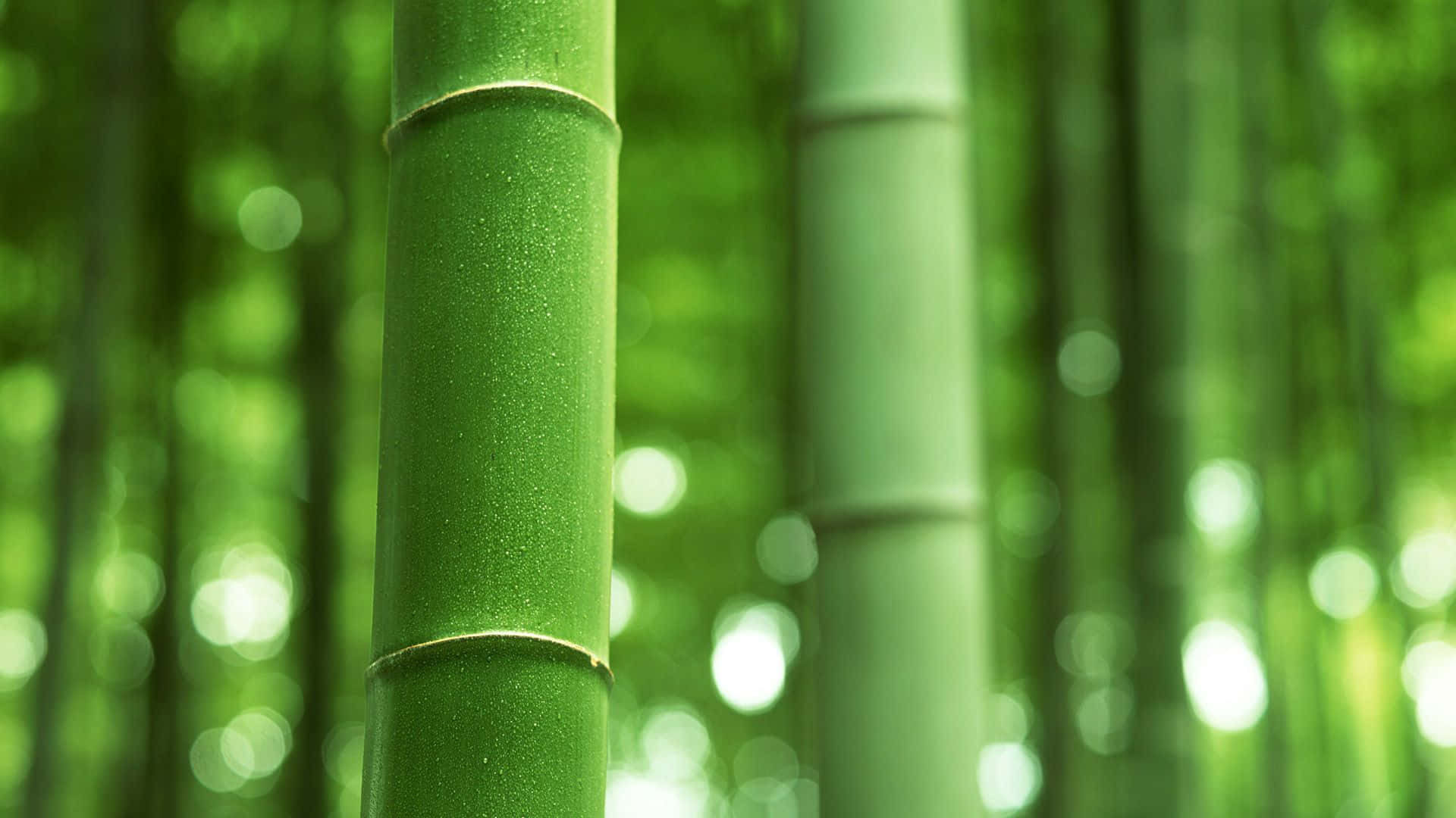 Image Green Bamboo: Earthy And Natural Background