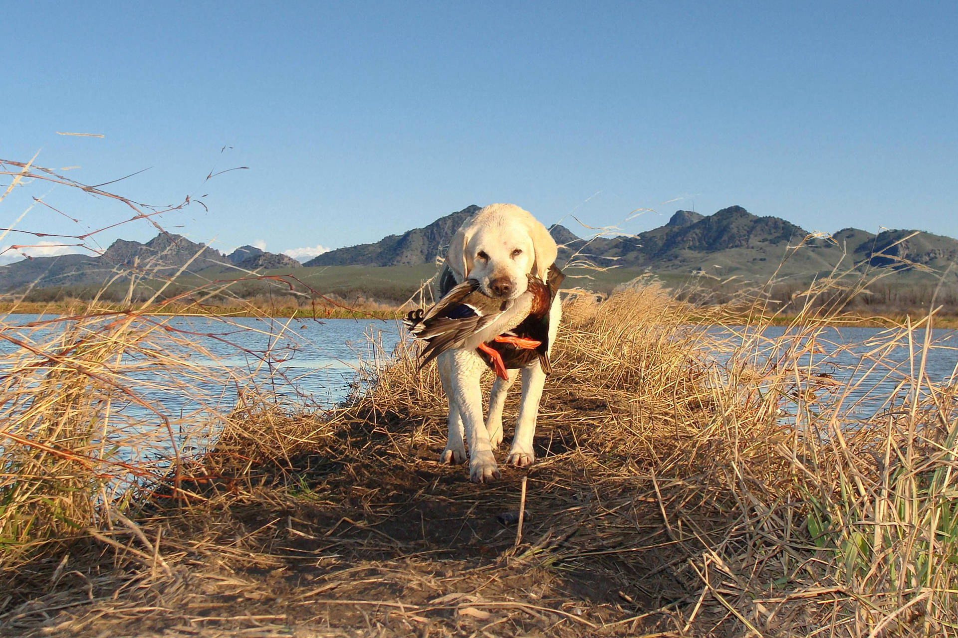 Image Happy Hunting Dog With Its Prize Background