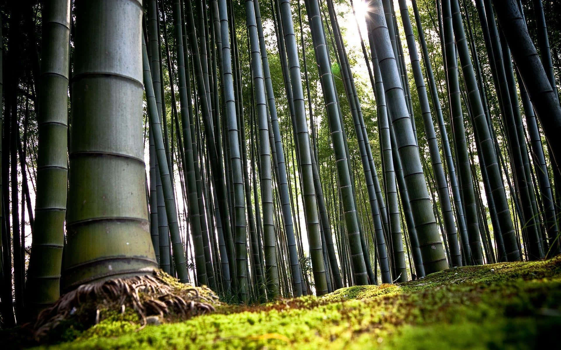 Image Home Office With A Bamboo Desktop