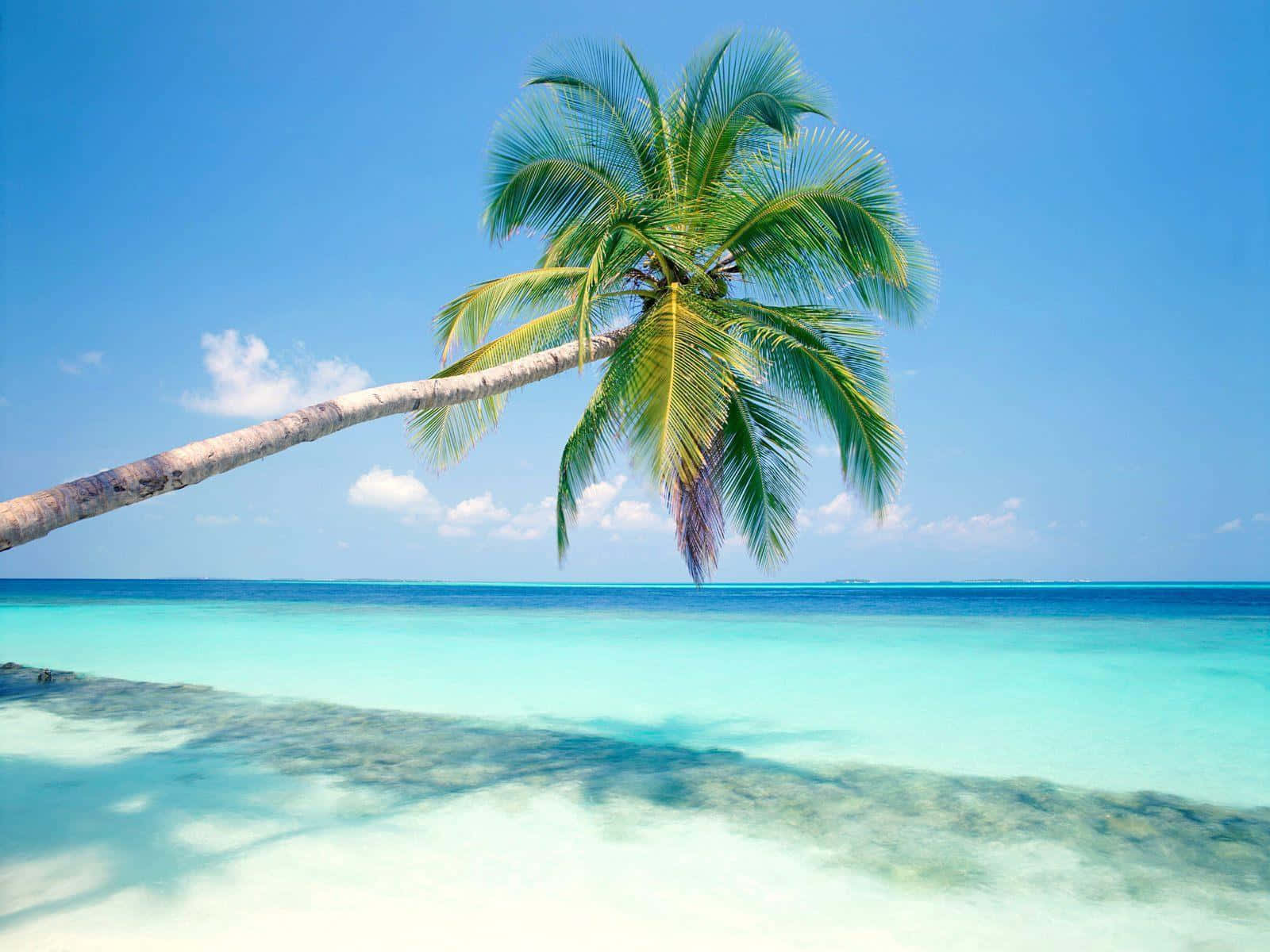 Image Idyllic White Sandy Beach With The Glistening Clear Waters Of A Tropical Island Background