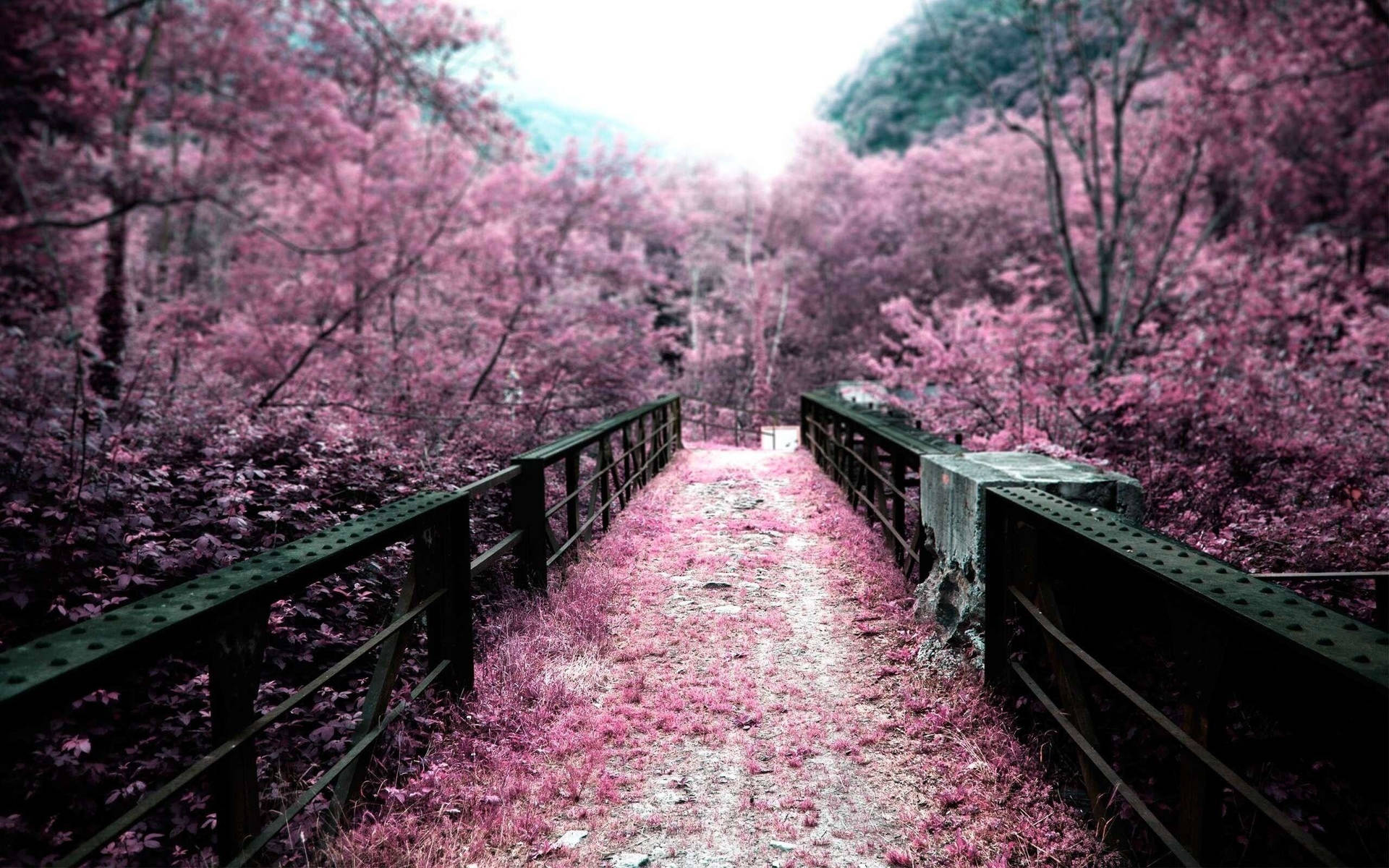 Image Japanese Cherry Blossom In Bloom Background