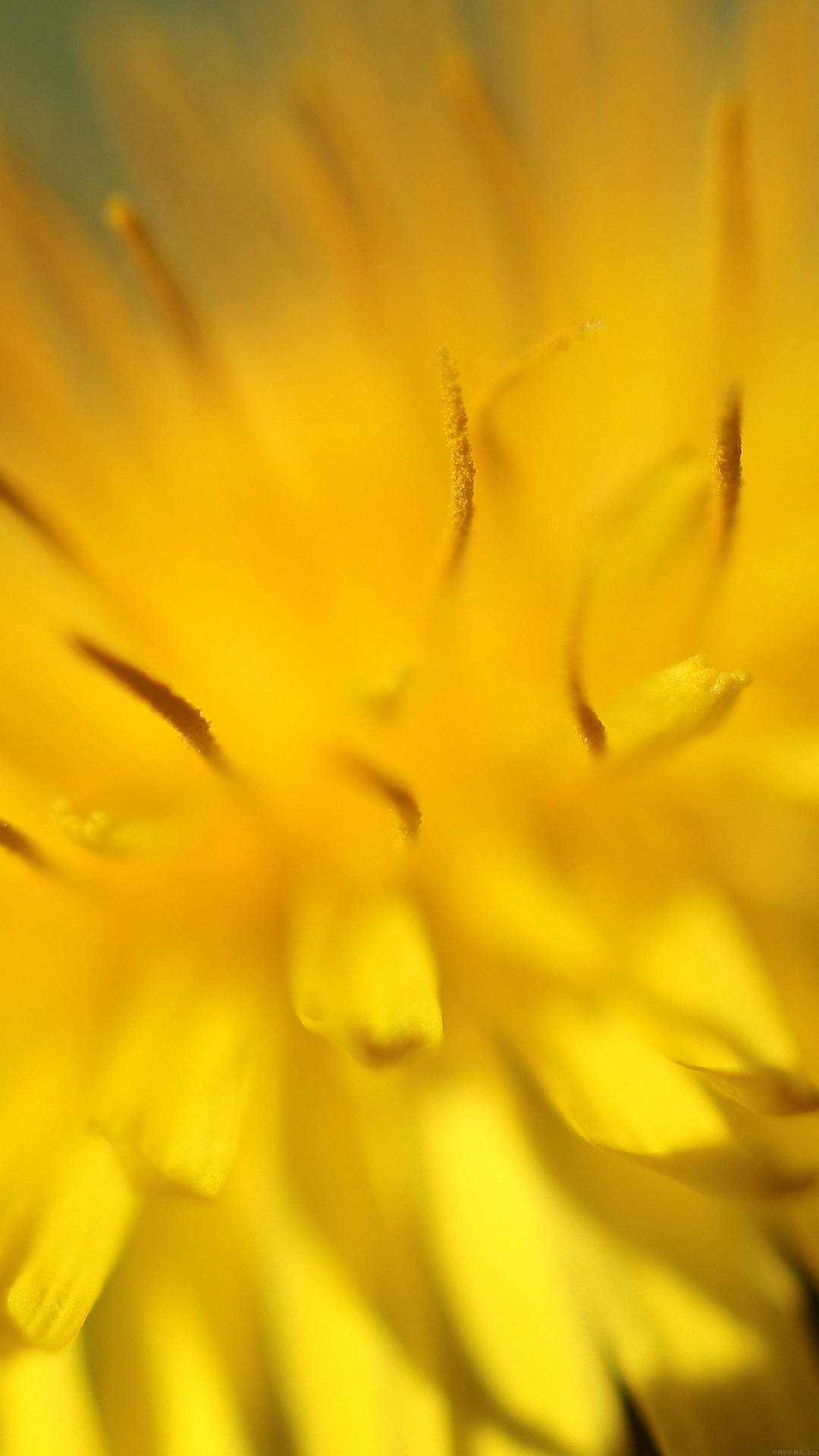 Image Macro Shot Of A Bright And Vibrant Pansy Background