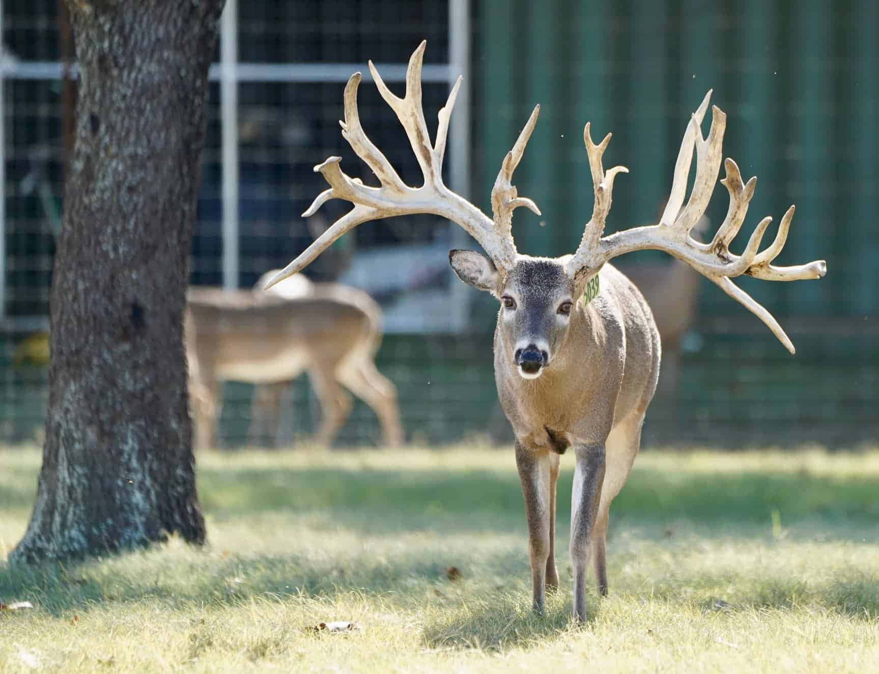 Image Majestic Whitetail Deer Set In A Rural Background Background