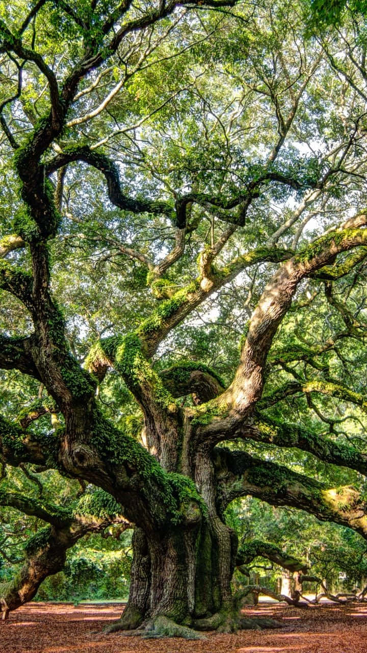 Image Make Every Call Count With Tree Phone Background