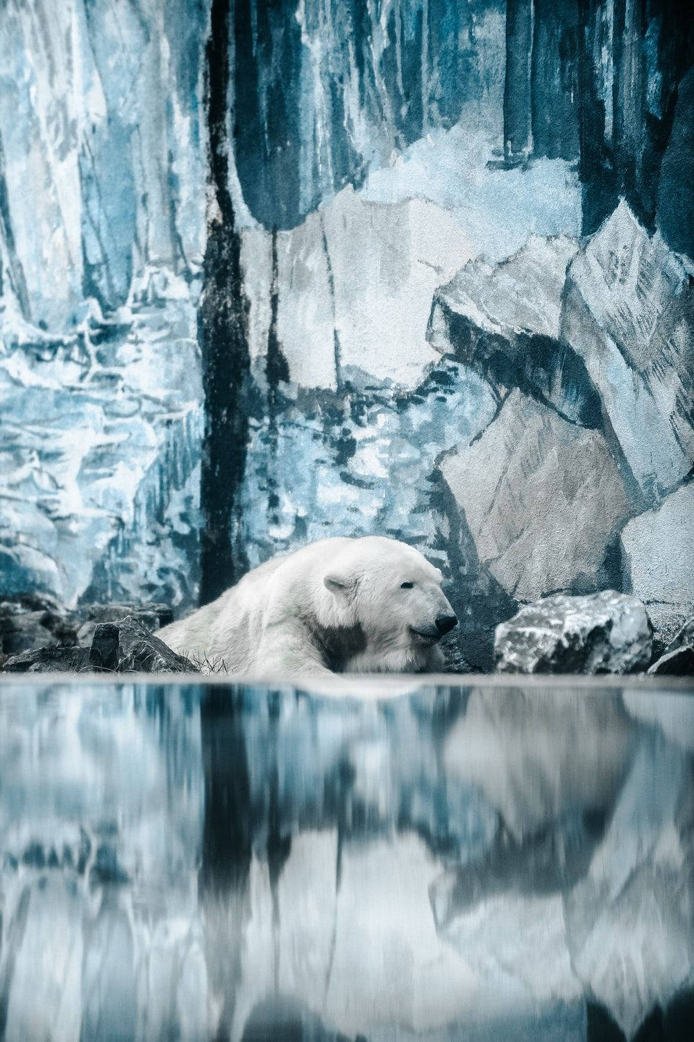 Image Of A Polar Bear On An Icy Lock Screen Background Background