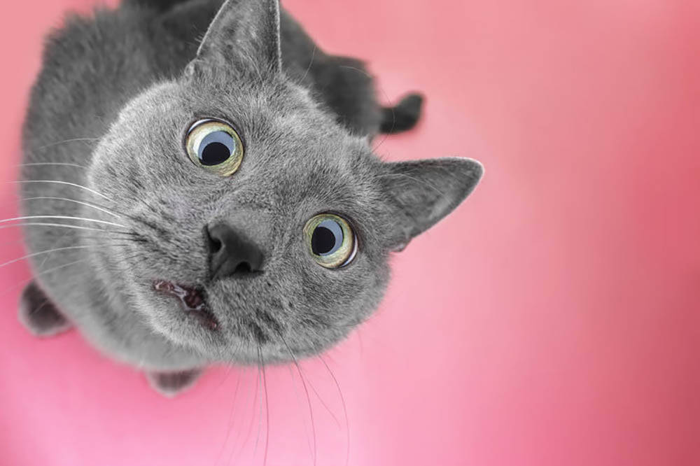 Image Pink Cat Withgolden Eyes Background