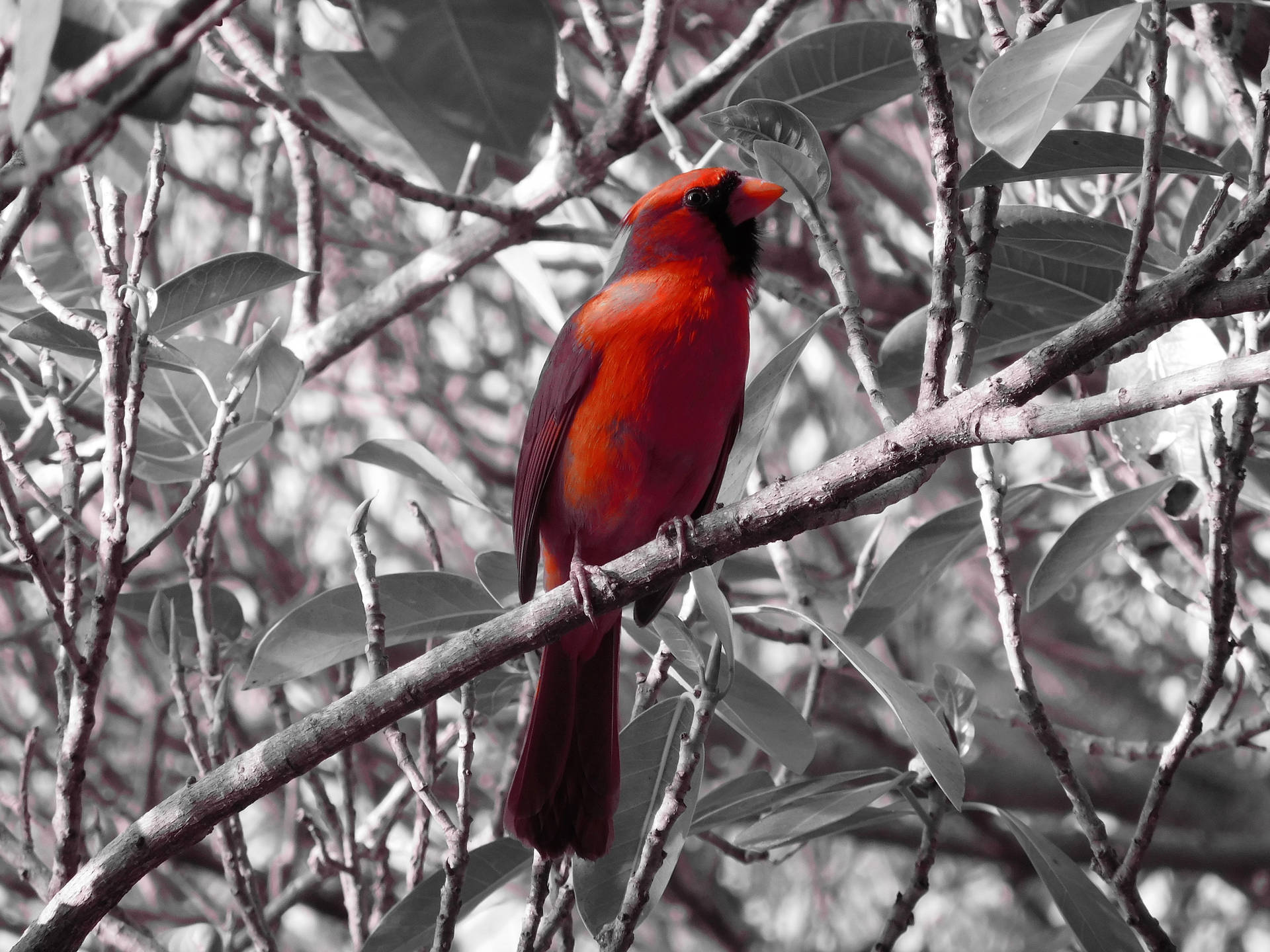 Image Red Cardinal Bird Background