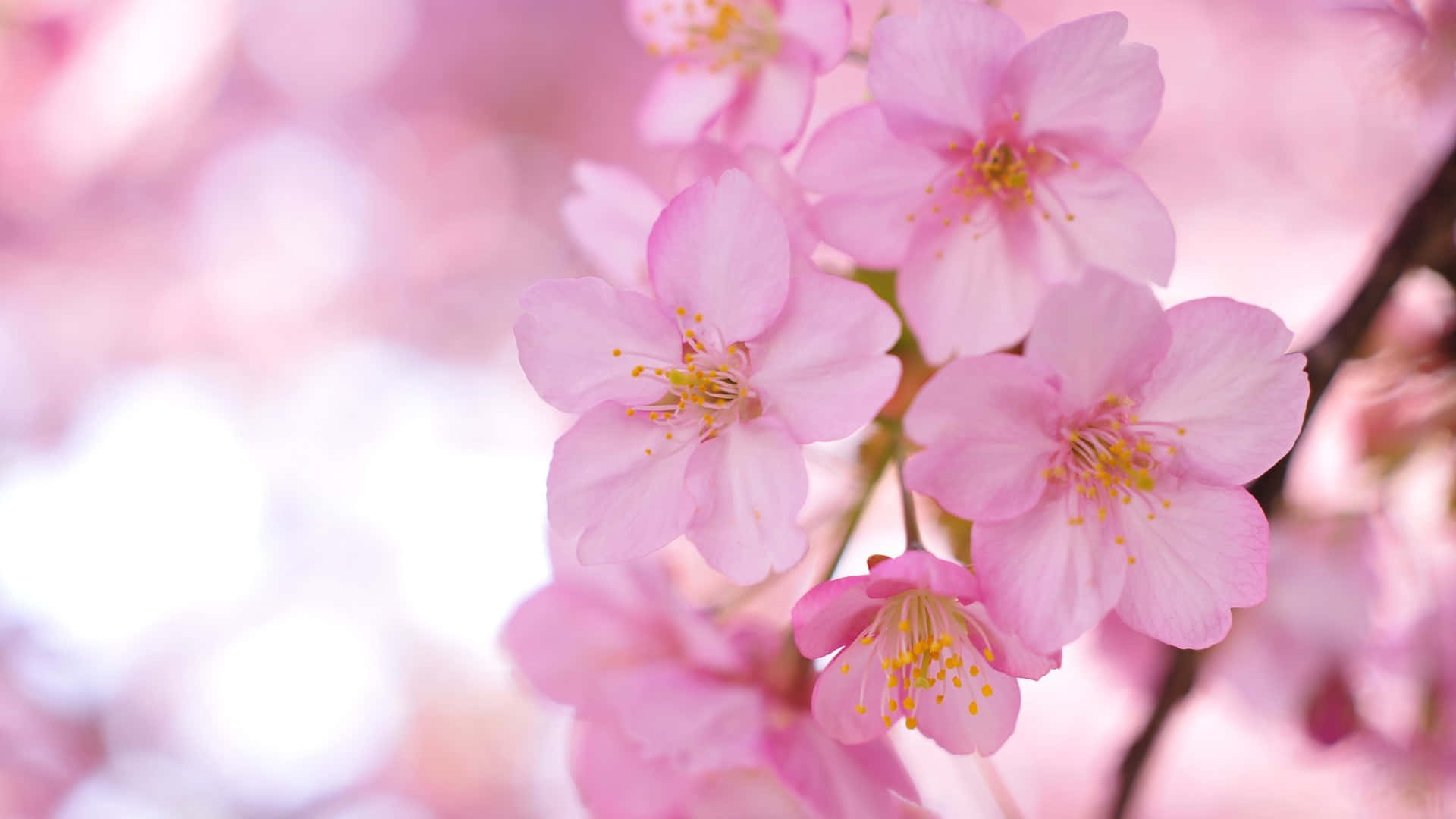 Image Sakura Desktop Pc For Gaming And Creative Work Background