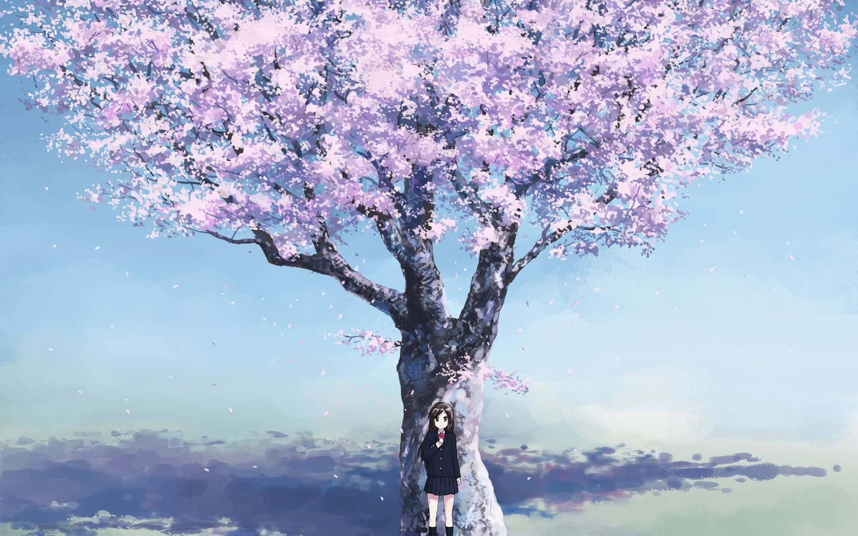 Image Sakura In A Field Of Cherry Blossoms. Background